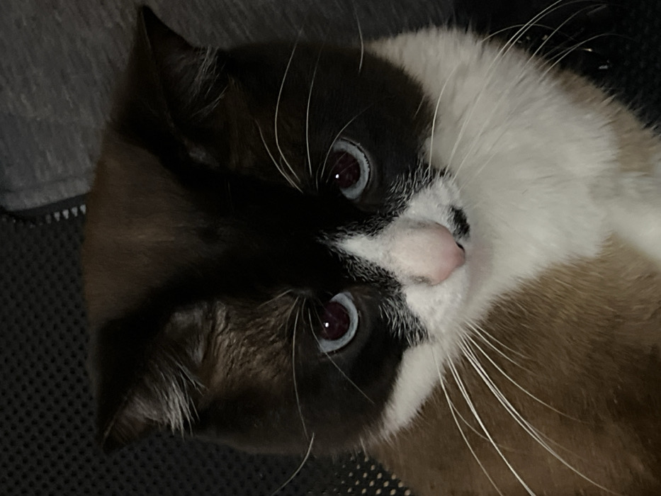 A cat with brown, black, and white fur lies on its side. The left side of its face is predominantly black, with a pointed ear visible. The right side has white and brown fur. Its pink nose is centrally located. Both eyes are visible, reflecting a red hue. Long white whiskers extend from its face. The cat rests on a surface that appears to be a textured, possibly mesh, chair.