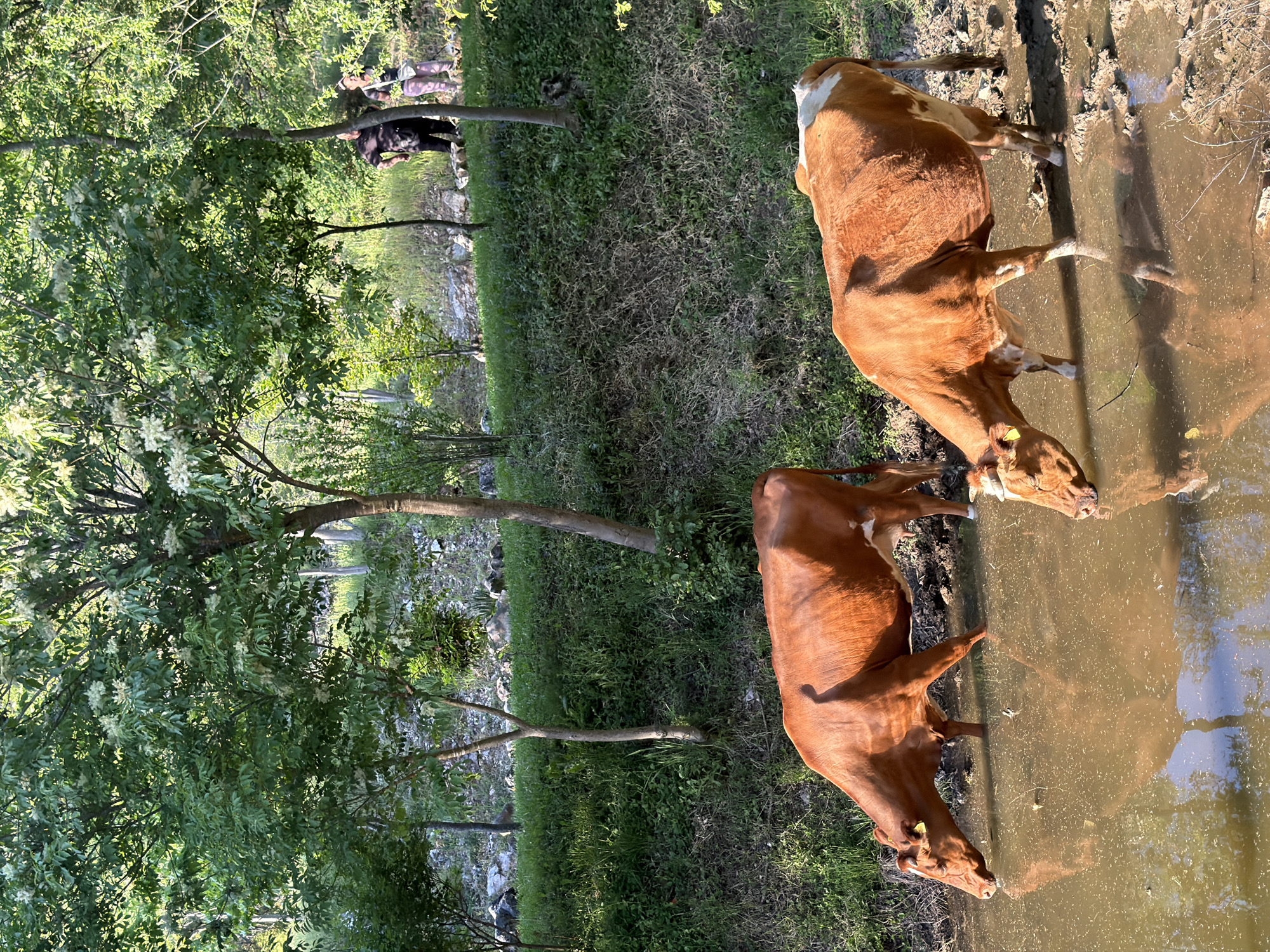 Two brown and white cows are standing in muddy water. Their reflections are visible in the water. In the background, green foliage and trees are present, with a few people walking on a path further back. The location is Lukovit, Bulgaria.