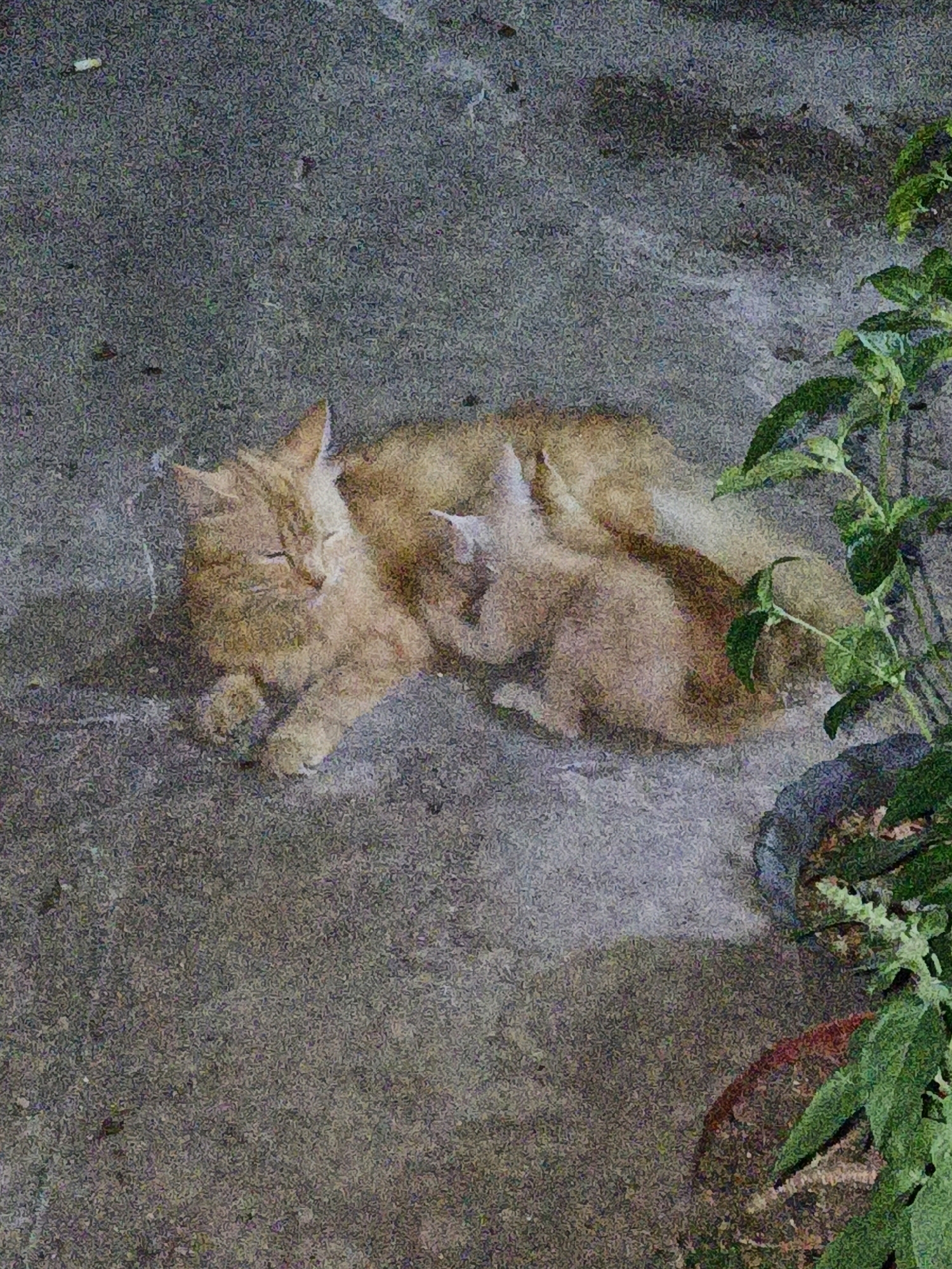 A medium shot shows an adult orange tabby cat lying down on a gray concrete surface. Two smaller orange tabby kittens are nestled against the adult cat, with one kitten nursing. To the right of the cats, a green plant in a dark pot is visible. The scene appears to be outdoors, possibly in a yard or alleyway. The image is grainy, suggesting it was taken in low light conditions or with a low-quality camera. The specific location in Cikal, Indonesia, is not discernible from the visual information alone.