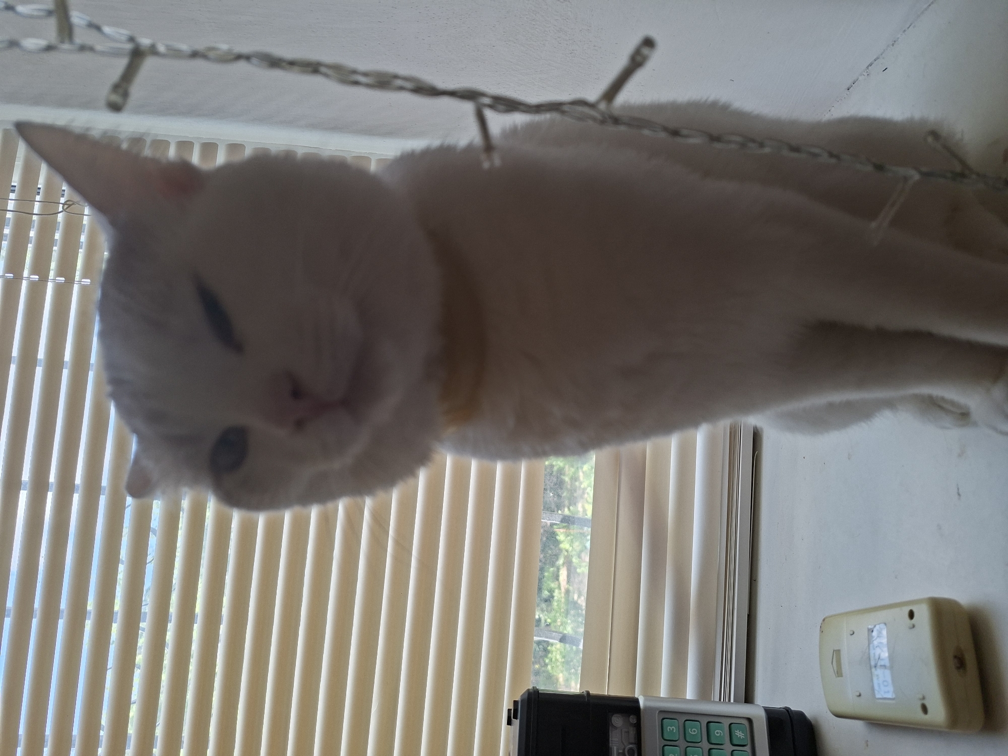 A blurry, close-up, eye-level shot shows a white cat sitting on a windowsill in Mykolaiv, Ukraine. The cat is facing the camera with its eyes partially closed and its head tilted. Behind the cat, a set of horizontal blinds covers a window, through which trees and foliage are visible. To the left of the cat, a cordless phone with a keypad and a small beige device are placed on the windowsill. To the right, a string of fairy lights hangs vertically. The overall lighting suggests it is daytime, likely indoors.