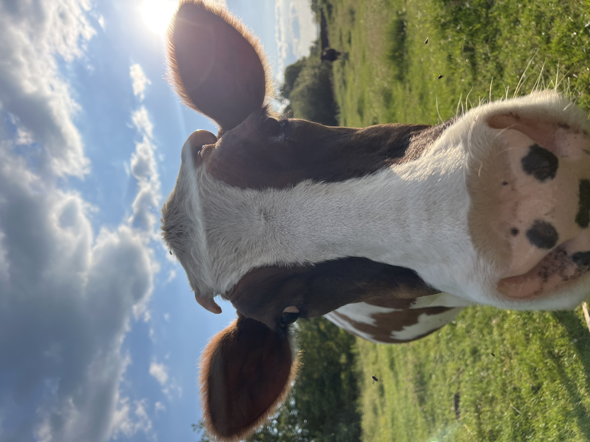 A close-up, low-angle shot shows the face of a brown and white cow looking directly at the camera. The cow's large ears are spread wide, and sunlight glints off the edge of its right ear. Its nose, with a few dark spots, is prominent in the foreground. The background is a bright, sunny field with green grass and trees under a blue sky with scattered clouds. The sun is visible in the upper right corner, creating a lens flare. Several small insects are flying in the foreground and mid-ground. In the distance, another cow can be seen grazing in the field. The location is specified as Vertelka, Ukraine.