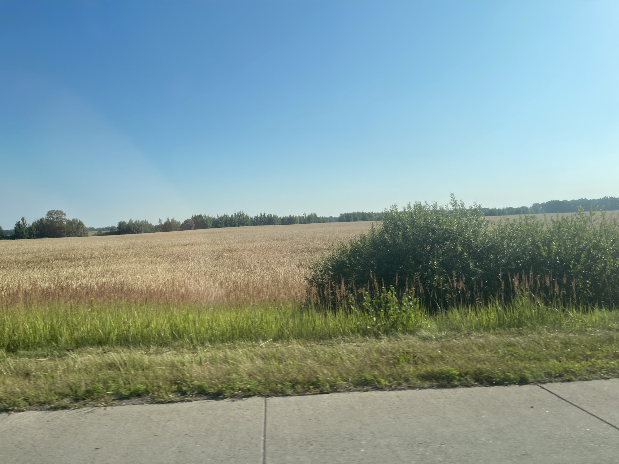 The image depicts a rural landscape under a clear blue sky. In the foreground, a paved road runs horizontally across the bottom of the frame, with a strip of green grass and weeds bordering it. Beyond the grass, a vast field of golden wheat stretches into the distance. A dense cluster of green bushes and tall grass is situated in the mid-ground, to the right of the wheat field. In the far distance, a line of trees forms the horizon. The scene appears to be set in a rural area, likely during the daytime, given the bright sunlight and clear sky. The location is identified as being in the city of Ukrainka, Ukraine.