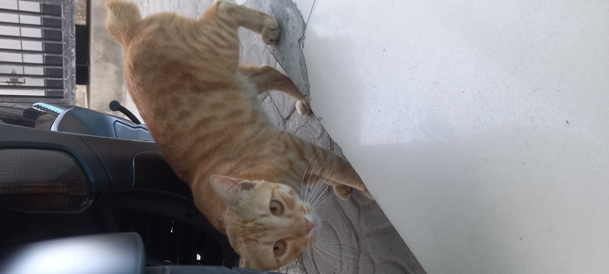 A ginger tabby cat is walking on a paved area next to a motorcycle and a metal fence. The cat is looking at the camera with its head tilted. The ground is paved with interlocking concrete blocks and bordered by a white tiled surface. The motorcycle is dark colored and partially visible on the left side of the image. A black metal fence with vertical bars is in the background. The scene appears to be outdoors in an urban or residential setting. The location is identified as Melayu, Indonesia.