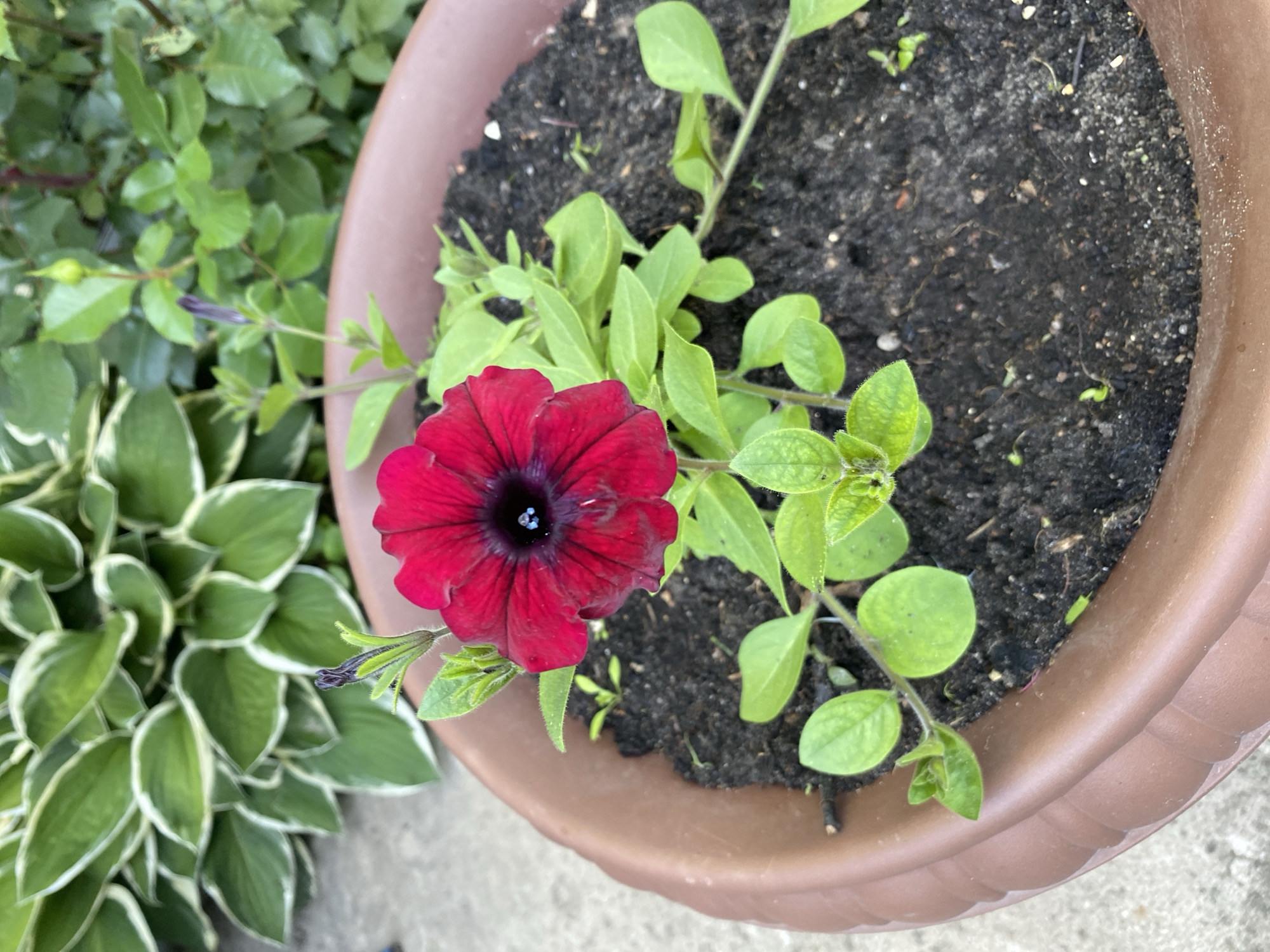 This is a close-up, overhead shot of a potted plant containing a single, deep red petunia in full bloom. The petunia's petals are velvety and a darker, almost black hue towards its center. The plant is in dark soil within a brown, plastic pot. Surrounding the petunia are several bright green, leafy stems and unopened buds. To the left of the pot, and slightly out of focus, is a lush cluster of hosta plants with variegated green and white leaves. The image appears to be taken outdoors during daylight hours, as indicated by the natural lighting. There are no people or specific text visible in the image. The scene suggests a garden or patio setting in Vyškov, Russia.