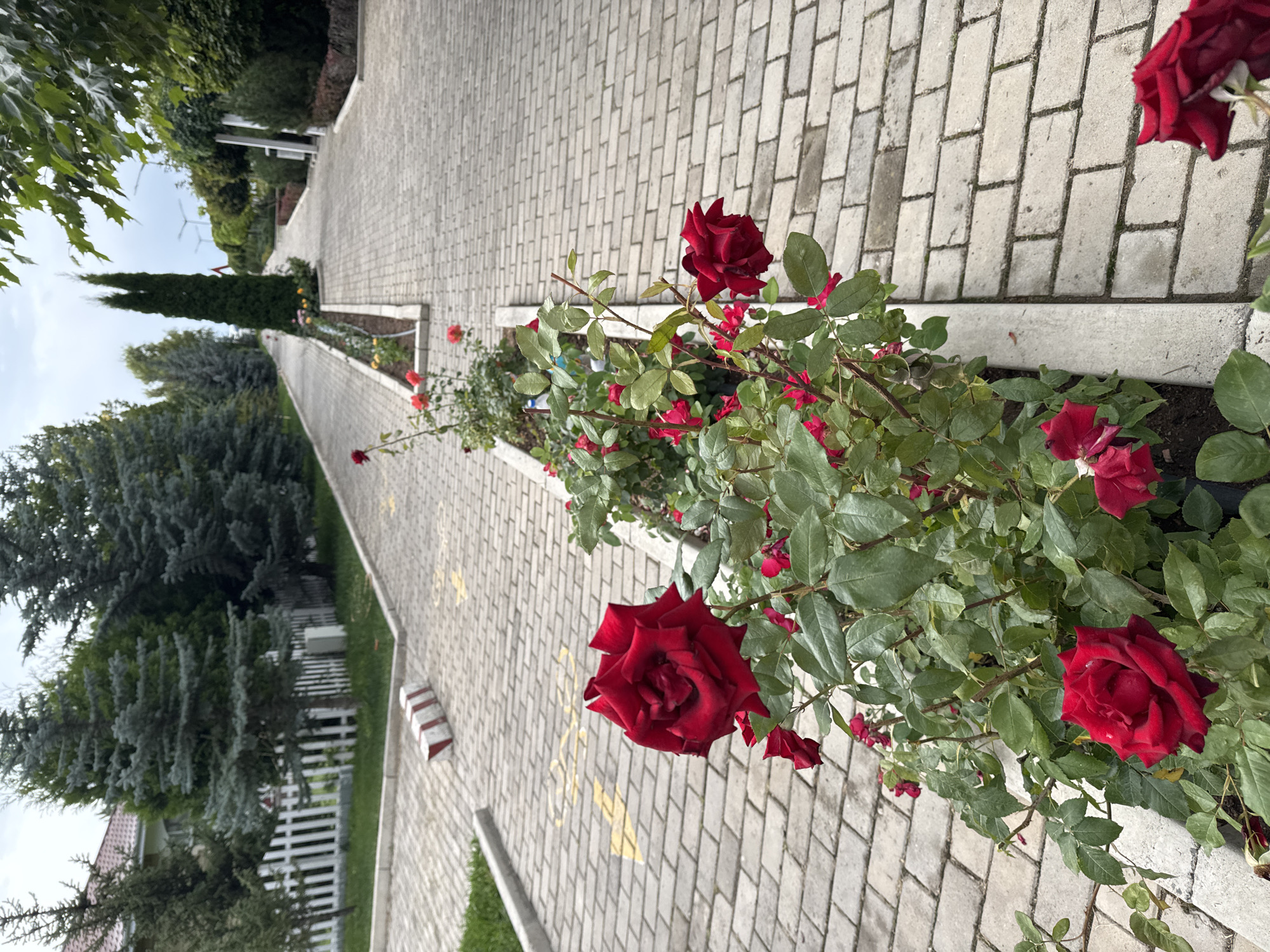 The image depicts a pathway lined with red roses in Sary-Oy, Kyrgyzstan. The pathway is constructed from light-colored rectangular paving stones, with yellow directional arrows painted on some of them. To the left of the pathway, there is a strip of grass and a white picket fence, behind which evergreen trees and a building with a red roof are visible. The pathway extends into the distance, curving slightly to the right and flanked by more trees and landscaping. In the foreground, a rose bush with several deep red roses is prominent, positioned in a raised planter box. Some of the roses are fully bloomed, while others are in bud. The sky is overcast.