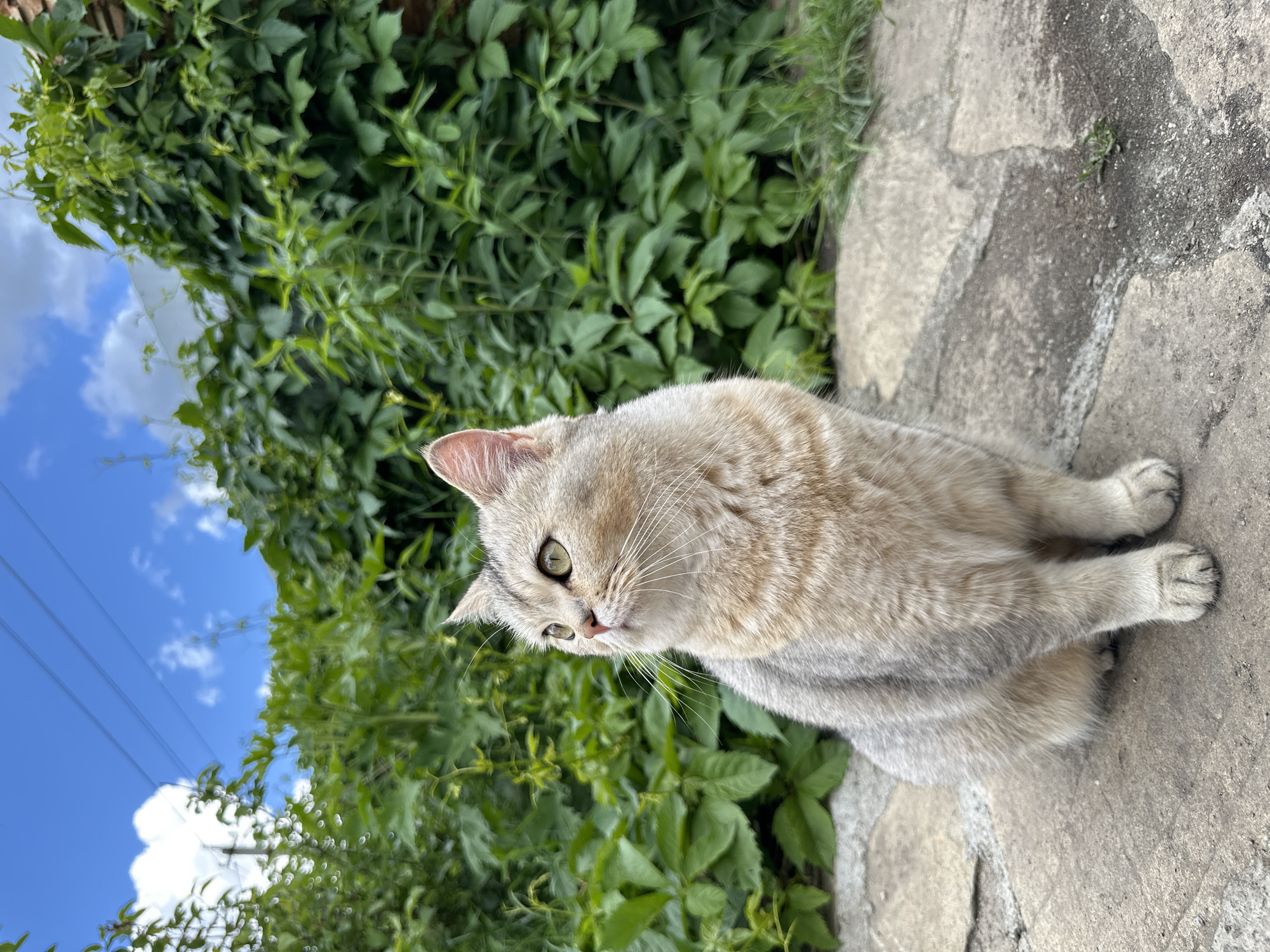 A medium shot captures a light-colored cat with green eyes sitting on a stone pathway. The cat is positioned in the lower half of the frame, facing to the left and looking upwards. Its fur is a mix of cream and grey, with subtle tabby markings. The background is dominated by lush green foliage, forming a dense wall behind the cat. Above the greenery, a bright blue sky with scattered white clouds is visible. The overall scene appears to be outdoors, possibly in a garden or a natural setting within a city, though specific urban landmarks are not discernible.