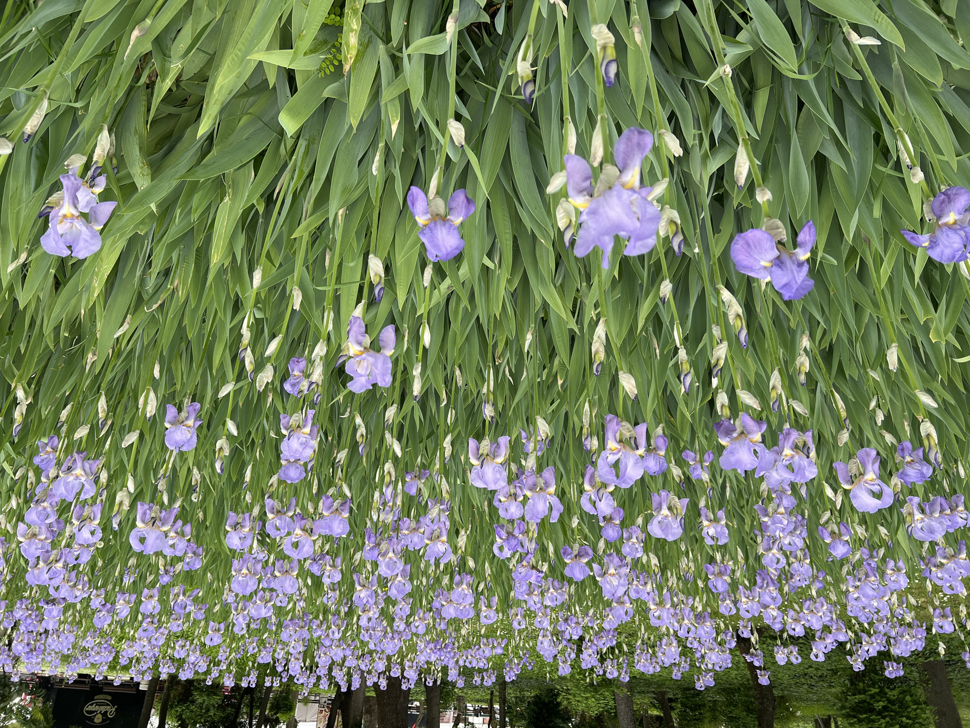 The image depicts a unique garden ceiling of vibrant purple irises and long, green leaves in Burgas, Bulgaria. The perspective gives the impression of a floral canopy overhead, with the irises hanging downwards. The lower part of the image suggests a park setting with trees and possibly benches. A sign with 'Rudolpope' is partially visible at the bottom left. The scene captures a peaceful and visually striking outdoor space.