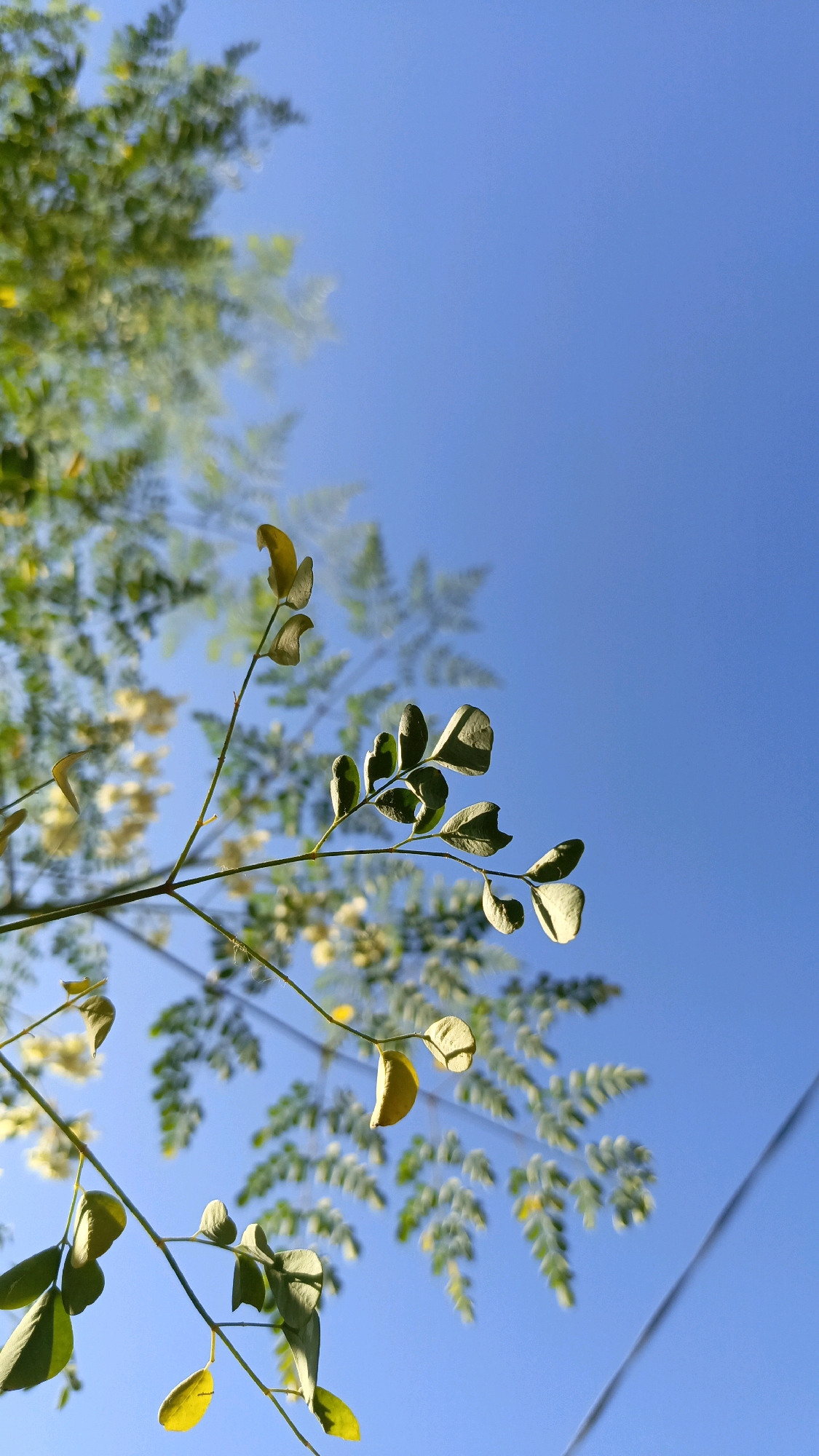 An upward, close-up shot captures the delicate branches of a tree against a clear, vibrant blue sky. The branches, adorned with small, oval-shaped leaves, are in focus in the foreground, with a few leaves showing a yellowing hue. In the background, the foliage of the tree is blurred, creating a soft, ethereal effect. A thin, dark electrical wire stretches diagonally across the lower right portion of the frame. The scene suggests a serene moment outdoors, possibly in a garden or park, with the bright sky providing a stark contrast to the organic forms of the leaves and branches. The lighting indicates a sunny day, casting subtle shadows and highlighting the textures of the leaves. The image evokes a sense of tranquility and the simple beauty of nature.