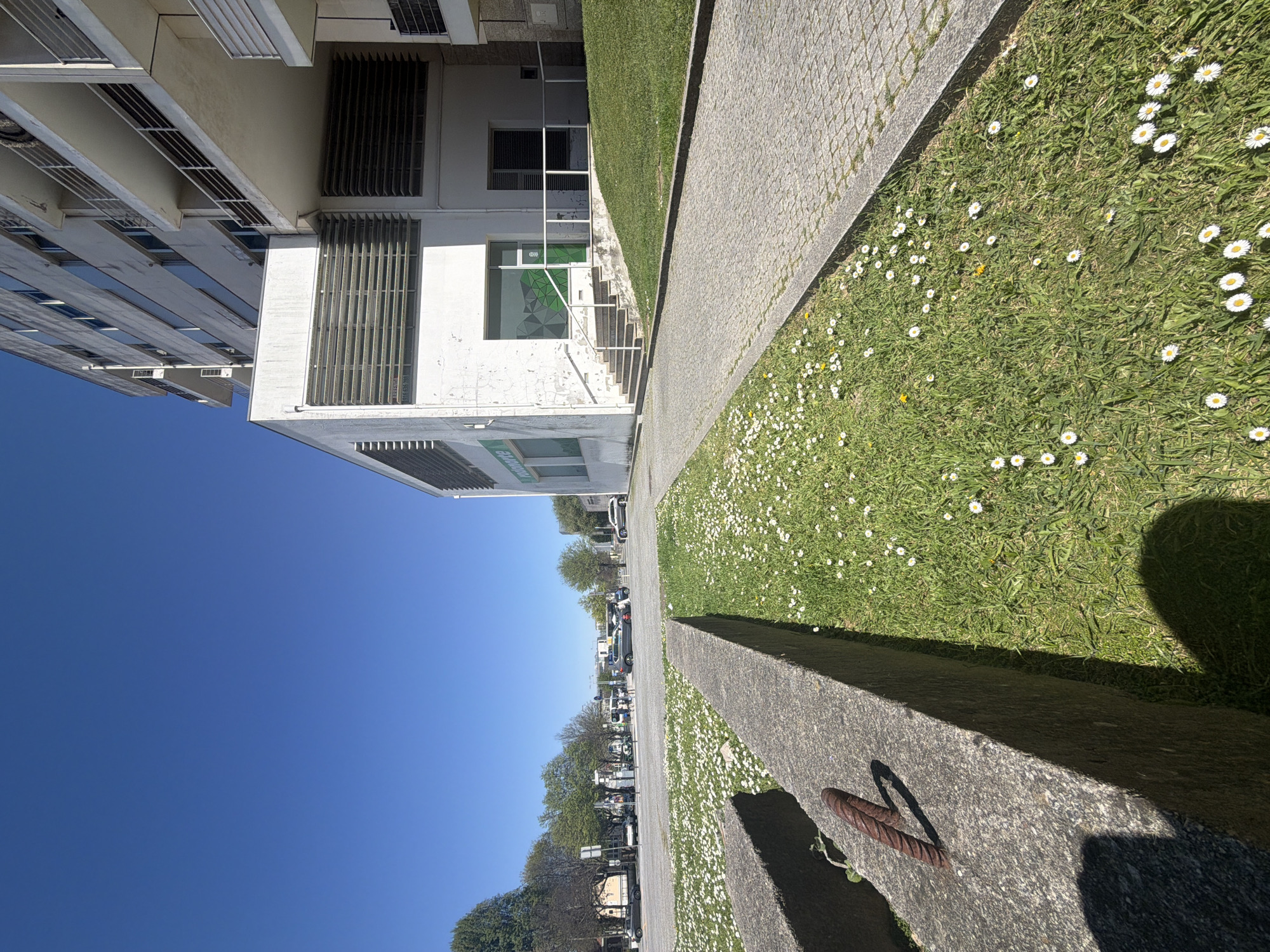 The image depicts an outdoor scene in Porto, Portugal. A tall, white building with multiple floors and visible window vents is on the left. Adjacent to the building is a narrow strip of green grass dotted with small white daisies. A concrete curb runs alongside the grass, with a protruding metal ring embedded within it. A paved walkway stretches from the grass towards a street lined with parked cars and trees in the distance. Above, a clear blue sky dominates the upper left portion of the frame. The shadow of a person is visible on the grass on the right.