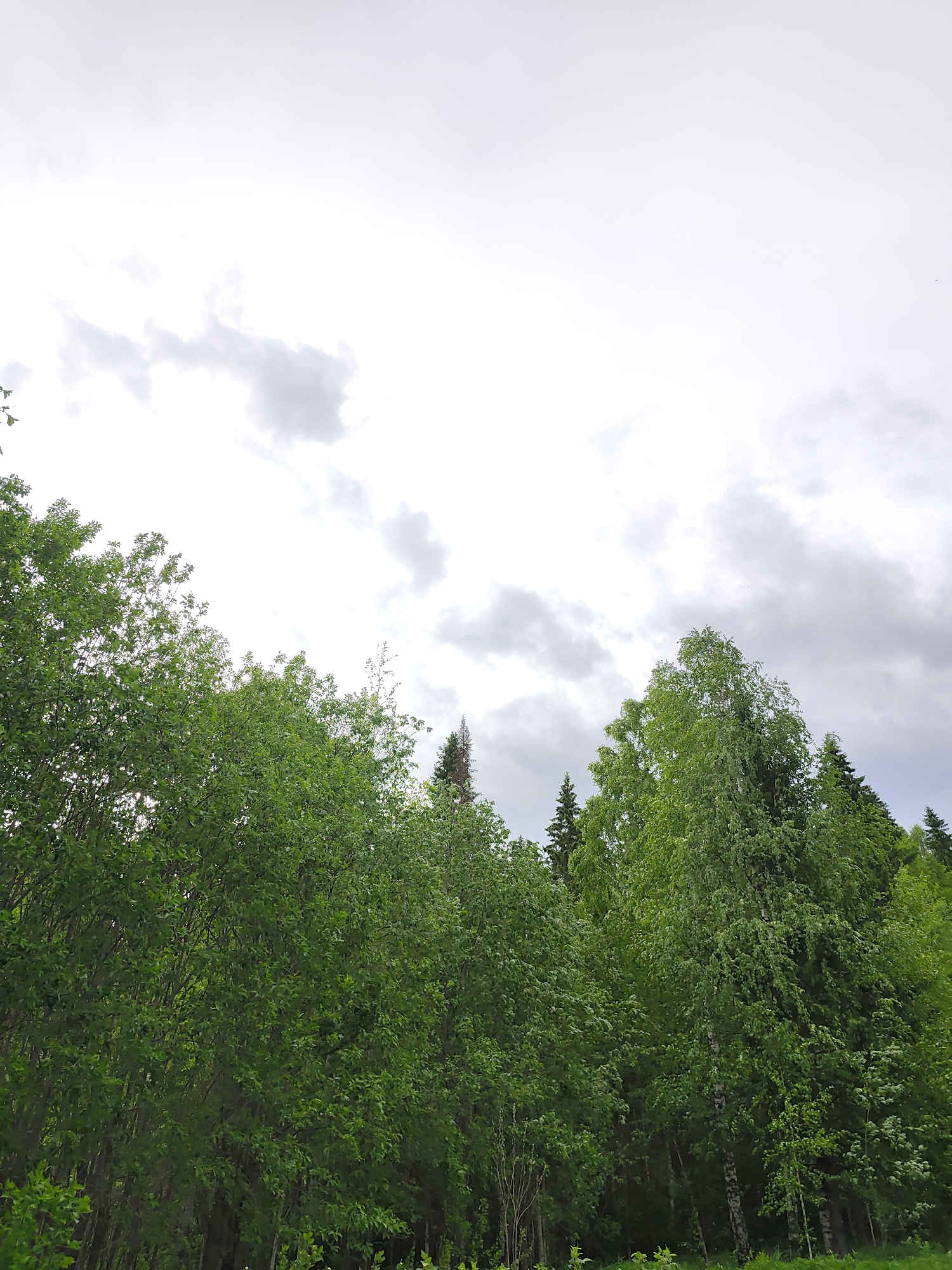 The image depicts a natural landscape scene in Vil'va, Russia. Lush green foliage, comprised of deciduous and coniferous trees, dominates the lower half of the image. The upper half is occupied by an overcast sky with diffused light filtering through the clouds. No people or animals are visible. The scene appears to be a forest or wooded area.