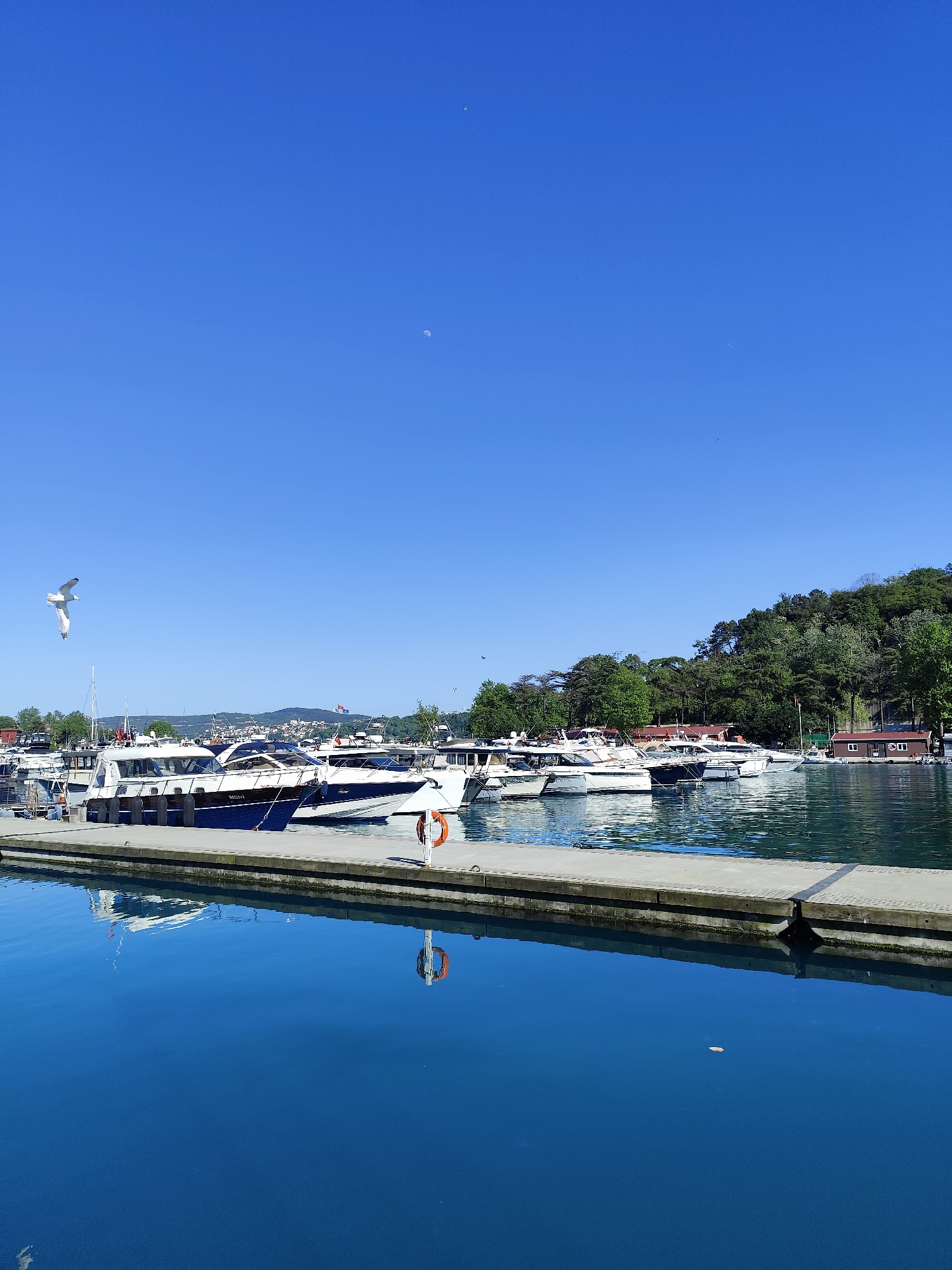 The image shows a marina in Sarıyer, Turkey, on a clear, sunny day. Several yachts are moored along a concrete pier. A seagull is flying in the foreground. A wooded hillside forms the backdrop behind the boats. The water is calm and reflects the boats and pier. In the clear, blue sky above, a faint crescent moon is visible, as well as several small birds.