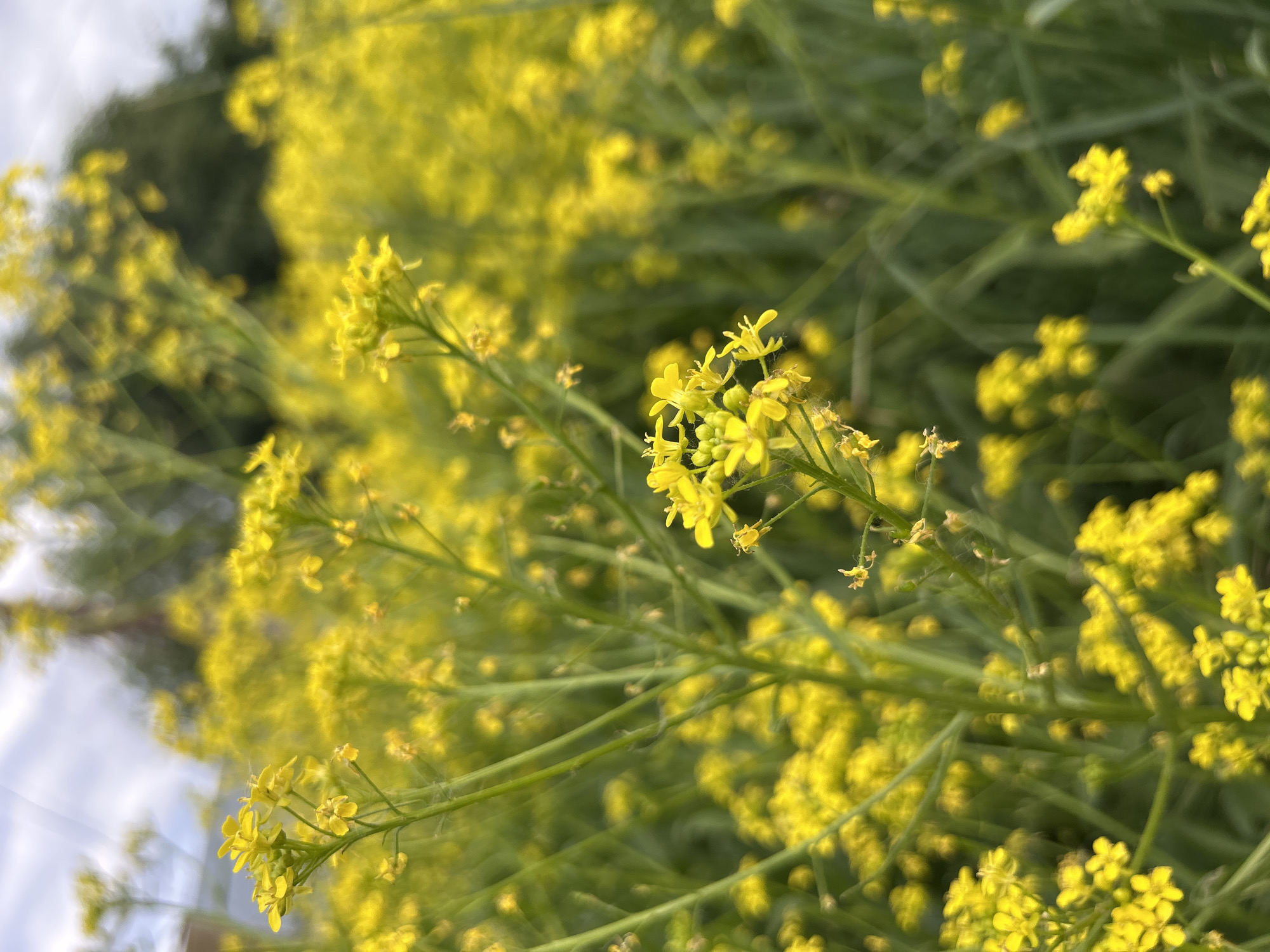 The image presents a close-up, ground-level perspective of a field densely populated with yellow flowering plants, situated in the city of Chaikovsky, Russia. The foreground features several clusters of small, bright yellow flowers, each possessing four petals, growing on slender green stems. These flowers are in sharp focus, revealing minute details of their structure. The depth of field is shallow, resulting in a blurred background that is a mass of additional yellow flowers and green foliage, creating an impression of an extensive bloom. A blurred dark green area, possibly trees or dense shrubs, is visible in the upper background, beneath a light grey or overcast sky. No individuals, animals, or distinct anthropogenic structures are identifiable within the frame. The scene conveys a sense of vibrant natural growth.