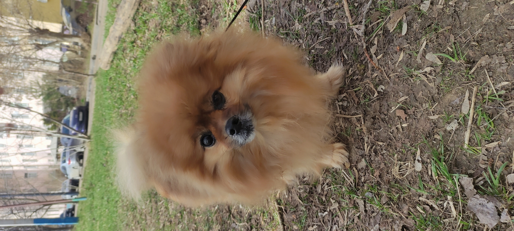 A Pomeranian dog with reddish-brown fur stands on a patch of ground with sparse grass and fallen leaves. The dog has a black leash attached. In the background, there is a sidewalk, green grass, and buildings, including what appears to be apartments, and cars, suggesting an urban setting. Based on the information provided, the location is Fryazino, Russia. The image appears to be taken during the day with natural lighting.