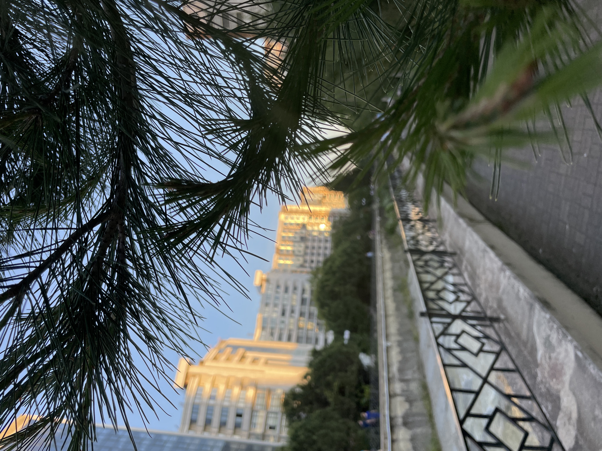 The image displays an urban waterfront scene in Sochi, Russia, captured during the golden hour. The immediate foreground is filled with sharply focused, dark green pine needles, which partially obscure the view towards the midground and background.
In the midground, a concrete channel or small river flows horizontally across the lower frame, paralleled by a dark metal railing featuring a repeating geometric pattern composed of interconnected diamonds and rectangles. Beyond the channel, a paved walkway is discernible, bordered by a line of green deciduous trees and shrubs. Several multi-story buildings, characterized by their modern architecture and numerous windows, stand prominent in the background. The facades of these buildings are brightly illuminated by warm, golden sunlight, suggesting either sunrise or sunset. The sky overhead is a clear, light blue.
A few indistinct human figures are visible on the walkway beyond the channel; two individuals wearing blue garments are somewhat clearer on the left side. The scene combines man-made structures with natural vegetation under specific lighting conditions.