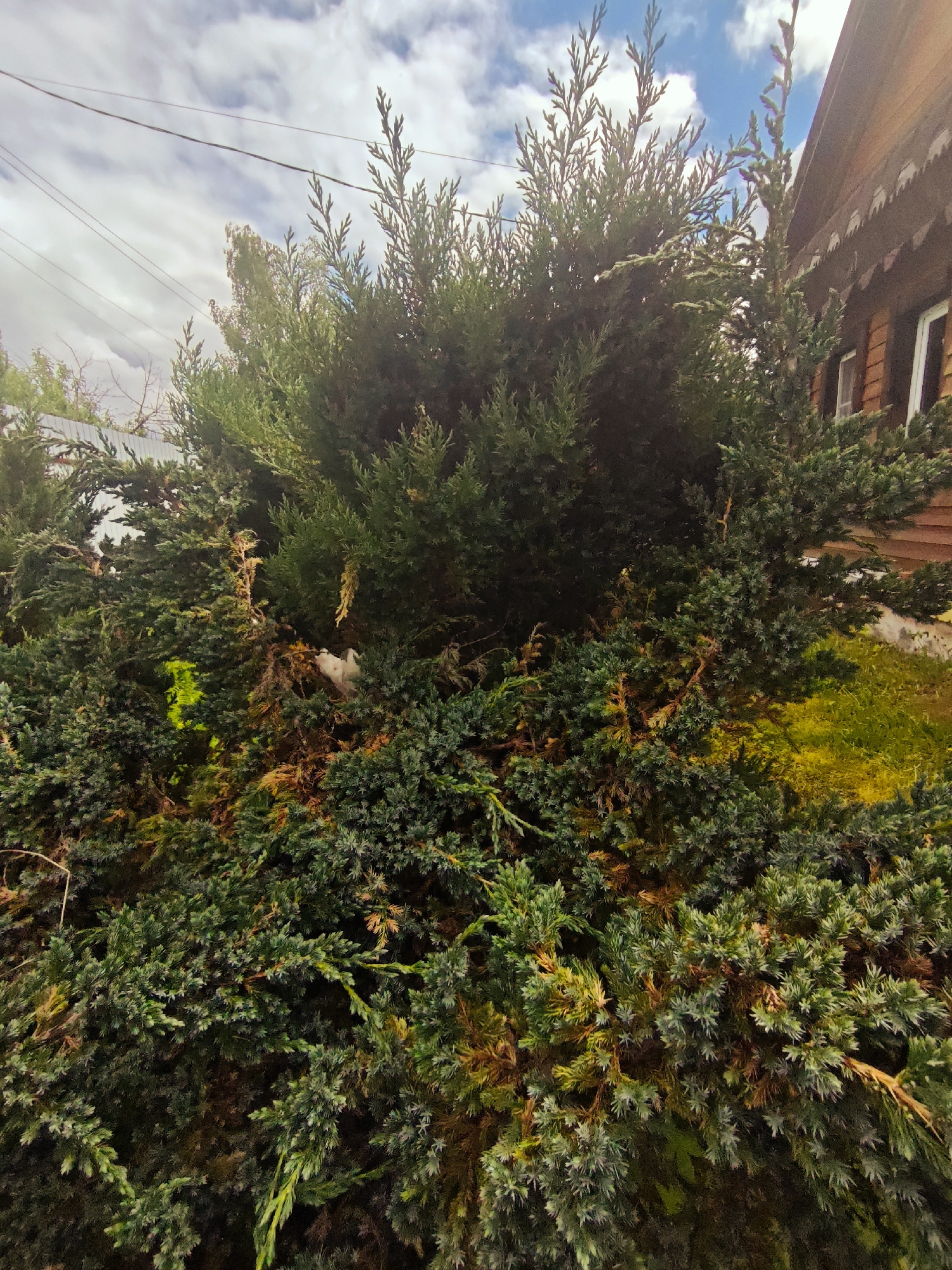 The image shows a dense evergreen shrub or tree with dark green and brownish foliage, possibly a juniper or similar conifer. Part of a wooden building with windows is visible behind the shrub, suggesting a residential or rural setting. Utility lines are strung across the top left portion of the frame against a cloudy sky. There is a small white object, possibly a bird or a piece of debris, nestled within the shrub's branches. The location is Боровково, Russia.