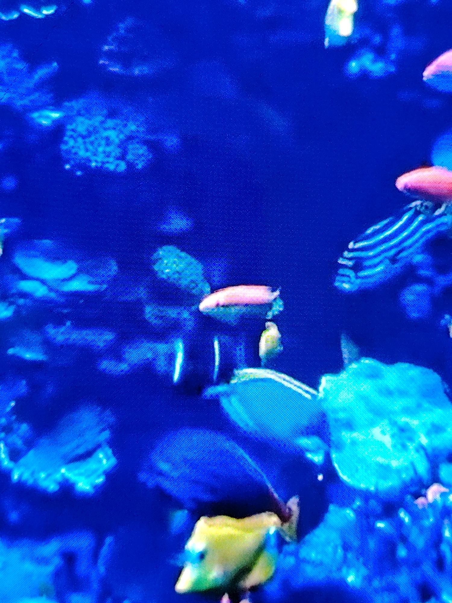 This is a close-up, low-resolution, slightly blurry, digitally pixelated image of an aquarium. The dominant color is deep blue, suggesting artificial lighting. Various fish and marine life are visible, though their details are indistinct due to the image quality. There are at least two pinkish fish, one with a distinct shape, and a yellow fish with a fin towards the foreground. Several other darker shapes, likely fish or coral, are scattered throughout the blue background, appearing as blurred forms. Some lighter blue, amorphous shapes suggest coral or anemones. The overall impression is an underwater scene within an aquarium. There is no information in the image to suggest a location in Mazyr, Belarus.