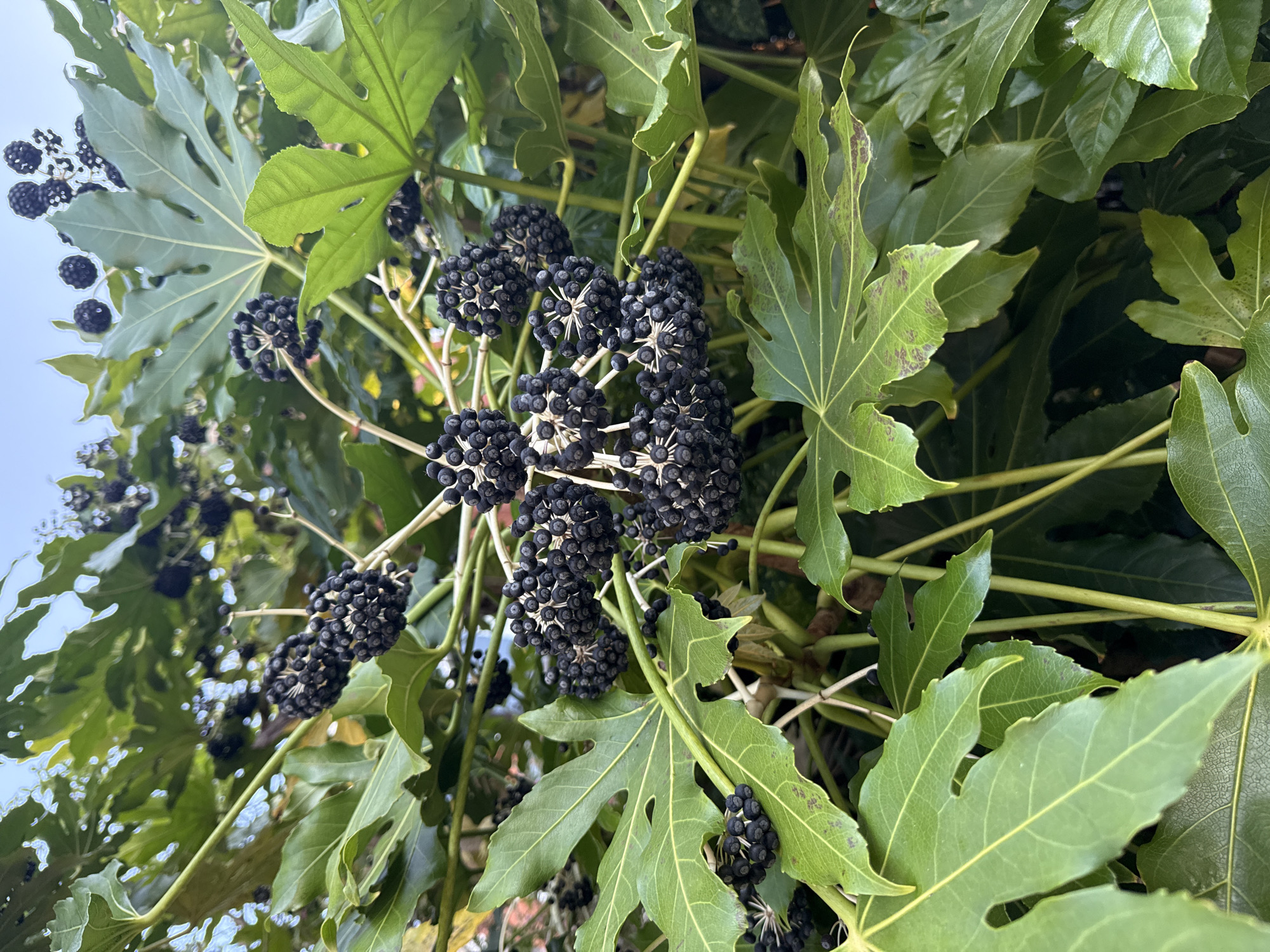 The image presents a close-up view of a lush plant characterized by large, deeply lobed green leaves and numerous clusters of dark berries. The foliage dominates the frame, with a bright, overcast sky visible in the upper left and background, suggesting an outdoor setting during daytime.
The primary subject is a plant, likely *Fatsia japonica* (Japanese Aralia), known for its distinctive palmate leaves and berry production. The leaves are a vibrant green, broad, and deeply cut into several pointed lobes, resembling a hand. Some leaves exhibit minor discolored spots or browning along their edges, indicating natural wear or slight environmental impact.
Scattered among the leaves are numerous spherical, dark blue-black berries. These berries are arranged in dense, umbrella-shaped clusters, with individual berries radiating outwards on tiny stalks from a central point. The clusters vary in size, with some appearing tightly packed and others more spread out. No specific activity or event is taking place; the image is a static portrayal of the plant.
Notable details include the clear, diffused lighting, which evenly illuminates the plant without harsh shadows, consistent with an overcast day. The presence of mature berries suggests the season is likely late summer or autumn. There is no visible text in the image. The location context provided states London, United Kingdom, which aligns with the common presence of this plant species in gardens in the region.