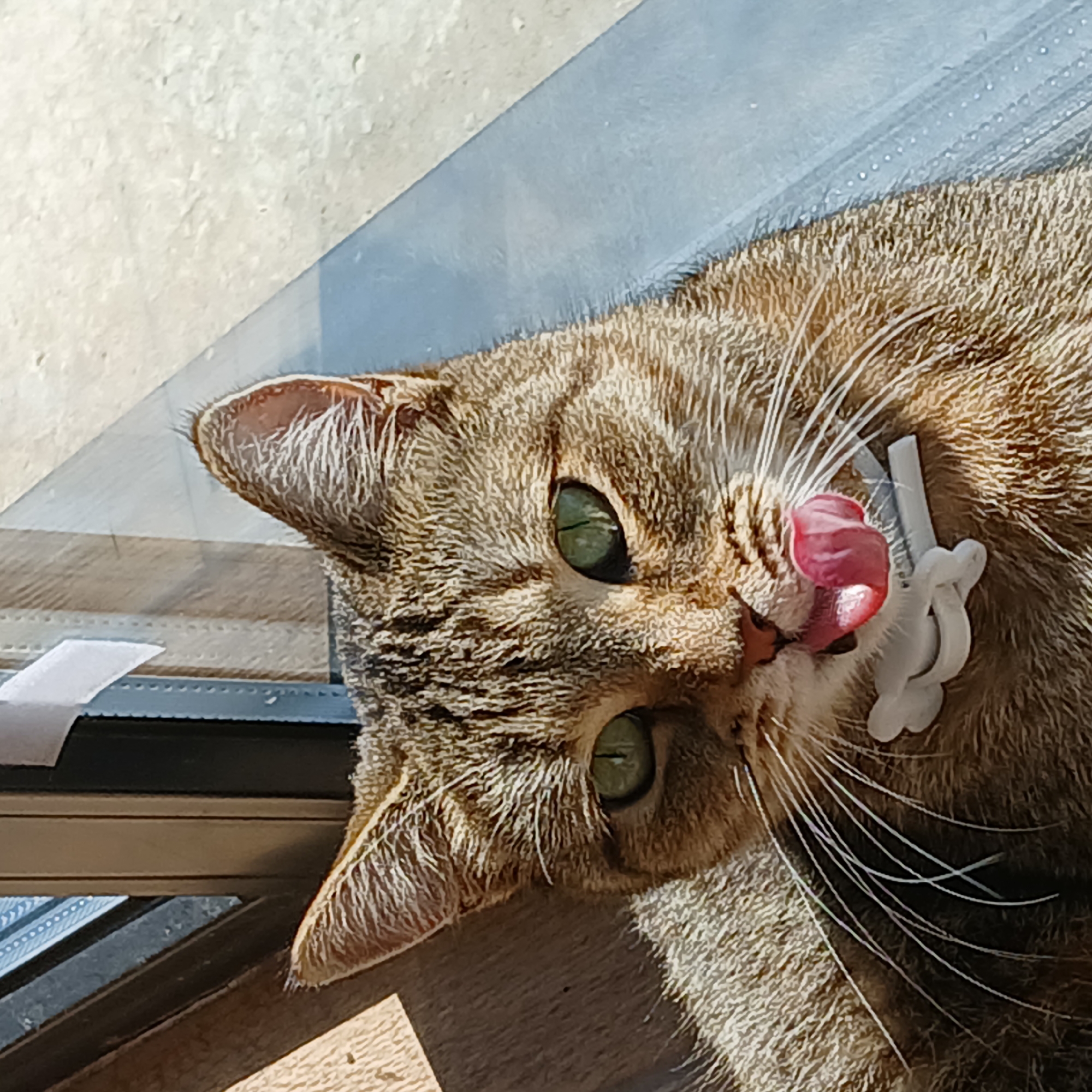 The image shows a close-up, head-on shot of a tabby cat with green eyes. The cat is looking directly at the camera with its tongue sticking out slightly, licking its nose. It is wearing a white, bone-shaped collar. The background is blurred, but appears to be an outdoor setting with sunlight casting shadows. The cat is positioned near a window or door frame, with wooden and metallic elements visible. There is no indication of the city of Самарский, Russia, in the image.