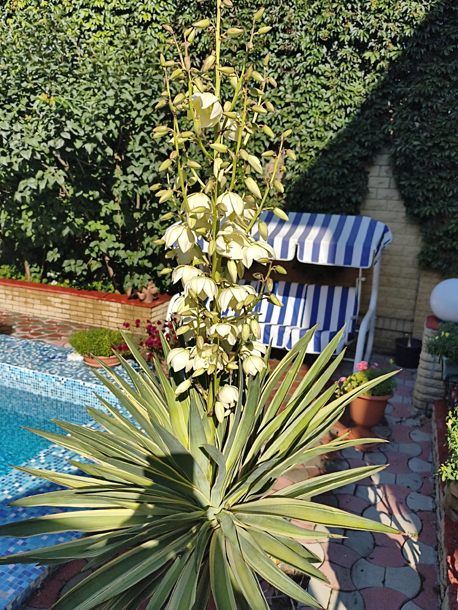 In Makiivka, Ukraine, a vibrant outdoor scene unfolds, bathed in the warm glow of sunlight. In the foreground, a striking Yucca plant, with its sword-like leaves in shades of green and yellow, commands attention. Above it, a tall stalk displays a cluster of creamy white bell-shaped flowers and developing buds, promising further bloom.
To the left, a section of a swimming pool with a mosaic of blue tiles gleams, reflecting the sunlight. Adjacent to the pool is a low, brick-red wall, topped with a red tile border. Behind the Yucca, a white swing set with blue and white striped cushions adds a touch of leisure to the setting.
The background is dominated by lush green foliage, creating a verdant backdrop. A brick wall, partially covered in ivy, is visible to the right, along with a round, white object that appears to be a garden light. Potted plants, including one with pink flowers, are scattered throughout the scene, adding pops of color to the tiled pathway. The overall impression is one of a well-maintained, sun-drenched outdoor space, likely a backyard or garden area.