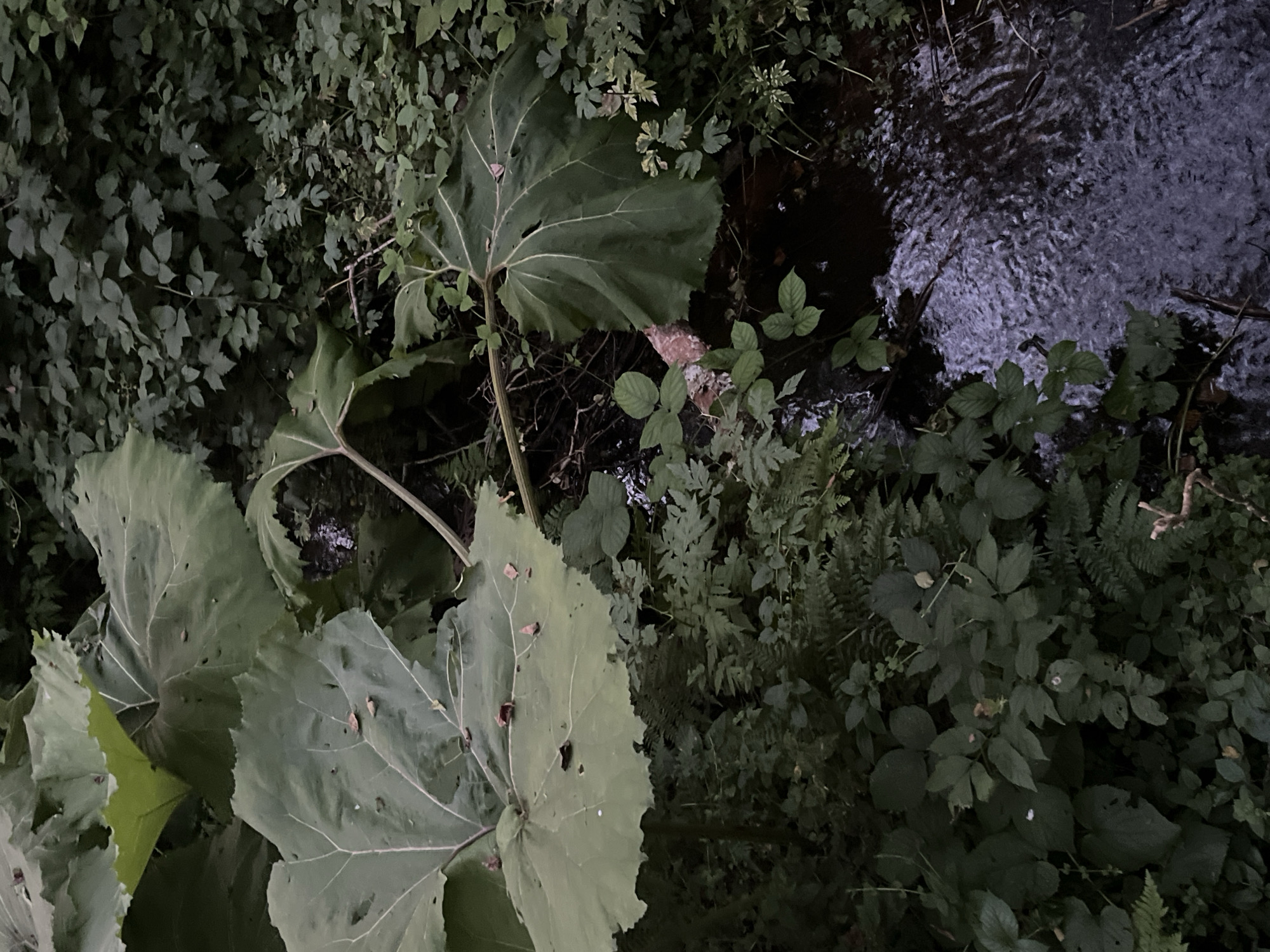 In Sjerogošte, Montenegro, a close-up, high-angle view captures a dense, overgrown natural setting beside a small, dark stream. Dominating the foreground are several large, dark green, heart-shaped leaves, possibly from a butterbur plant, with visible vein patterns and some minor imperfections like holes and fallen brown debris. The leaves are broad and undulating, creating a sense of lushness and depth. Surrounding these large leaves are various smaller green plants and ferns, forming a thick undergrowth. The stream, visible on the right side of the frame, is a dark, murky body of water with a textured surface reflecting the dim light and surrounding foliage. The overall impression is one of a shaded, wild, and somewhat damp environment, likely in a forest or riparian area. There are no people or animals visible in the scene.