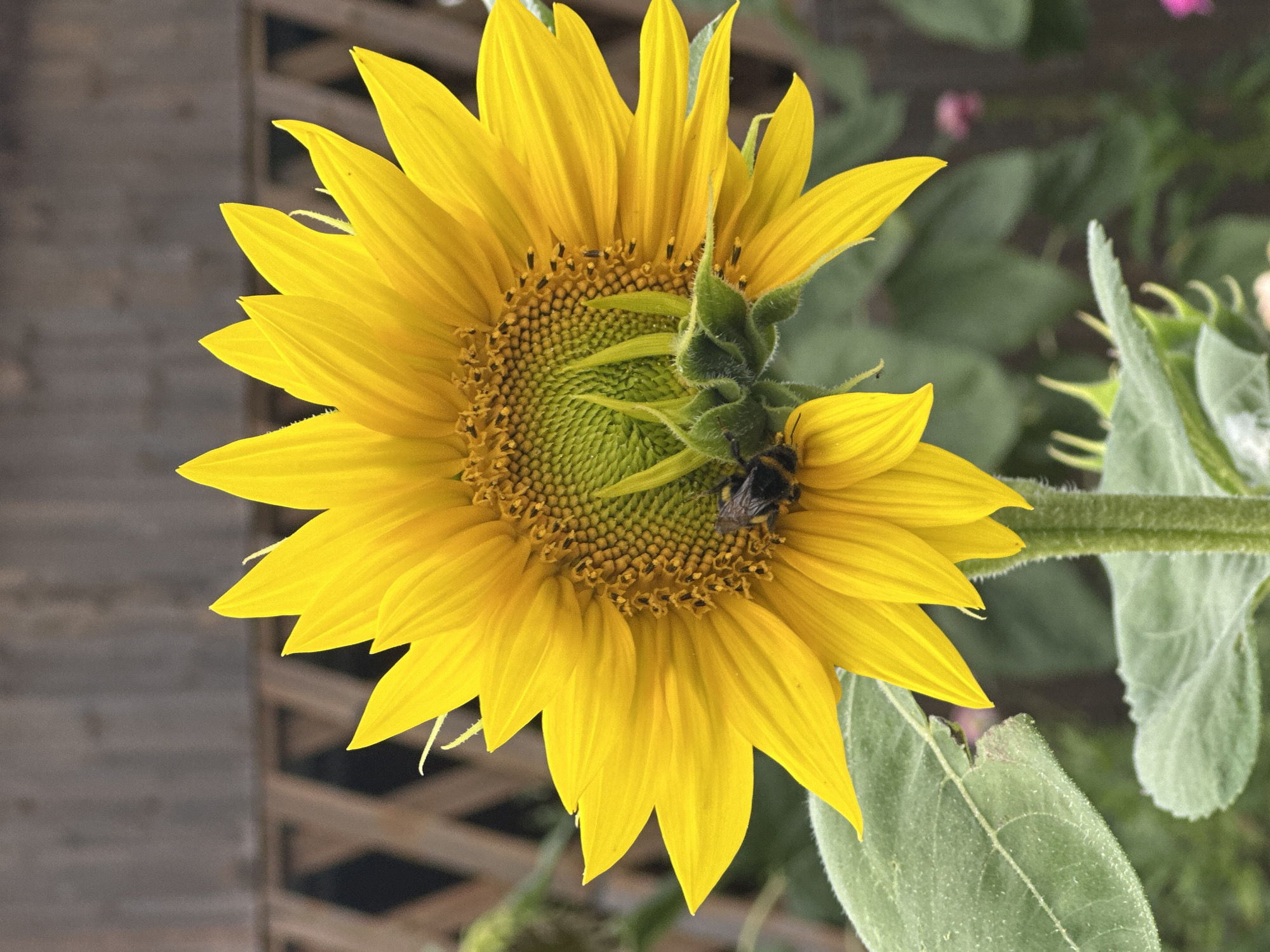 A close-up, eye-level shot captures a vibrant sunflower in bloom, its bright yellow petals radiating outwards from a central green disc. A bumblebee, its fuzzy body black and yellow, is actively collecting pollen on the flower's face. The background is softly blurred, revealing a wooden fence with a diamond pattern, suggesting an outdoor setting, possibly a garden or yard in Нарацкі сельскі Савет, Belarus. Lush green leaves and stems of the sunflower and other plants are visible in the foreground and mid-ground, adding to the natural, organic feel of the scene. The lighting is natural and appears to be from daylight, highlighting the textures and colors of the flower and insect.