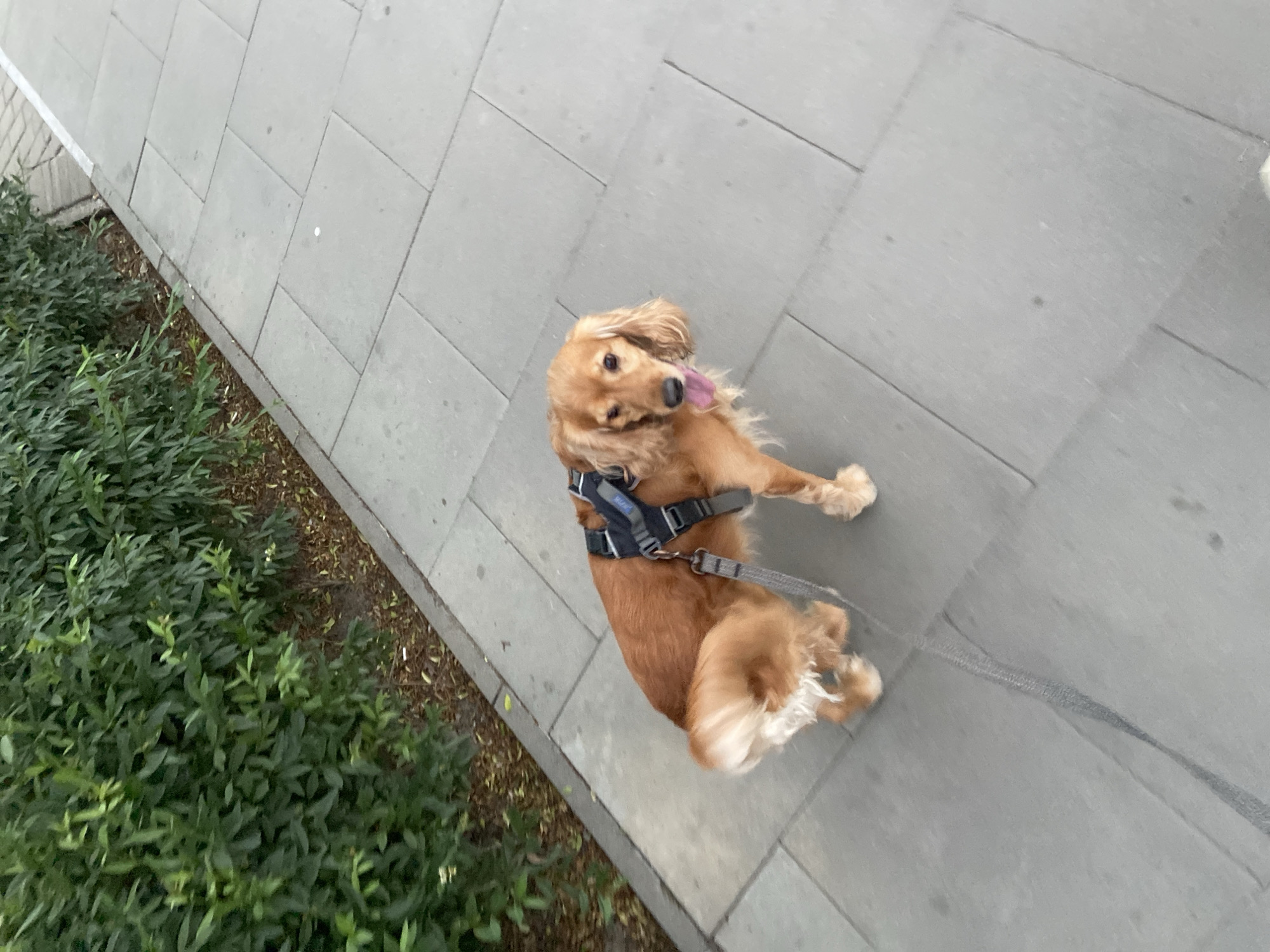 An amber-colored dog, wearing a dark harness, is walking on a paved sidewalk next to a dense green hedge. The dog's leash, a gray woven material, extends diagonally across the frame. The dog is looking towards the camera with its tongue slightly out. The sidewalk is made of large, light gray rectangular tiles. The hedge appears to be a manicured row of bushes, with some dry leaves visible on the ground beneath it. The image captures an outdoor scene on a paved walkway in Warsaw, Poland.