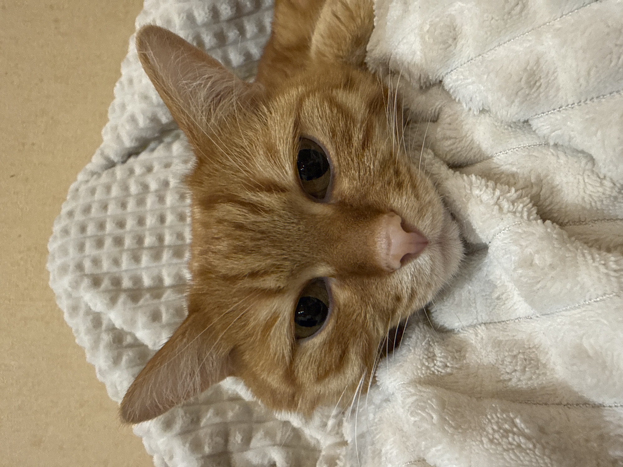 A close-up, eye-level, head-on shot shows an orange tabby cat lying on a soft, textured, white blanket. The cat's head is the central focus, with its ears perked up slightly and its gaze directed forward. The cat appears relaxed and comfortable, nestled within the plush fabric. The background is a plain, light-colored wall. There are no discernible landmarks or specific features that would indicate a location in Vologda, Russia. The image is well-lit, highlighting the cat's fur and facial features.