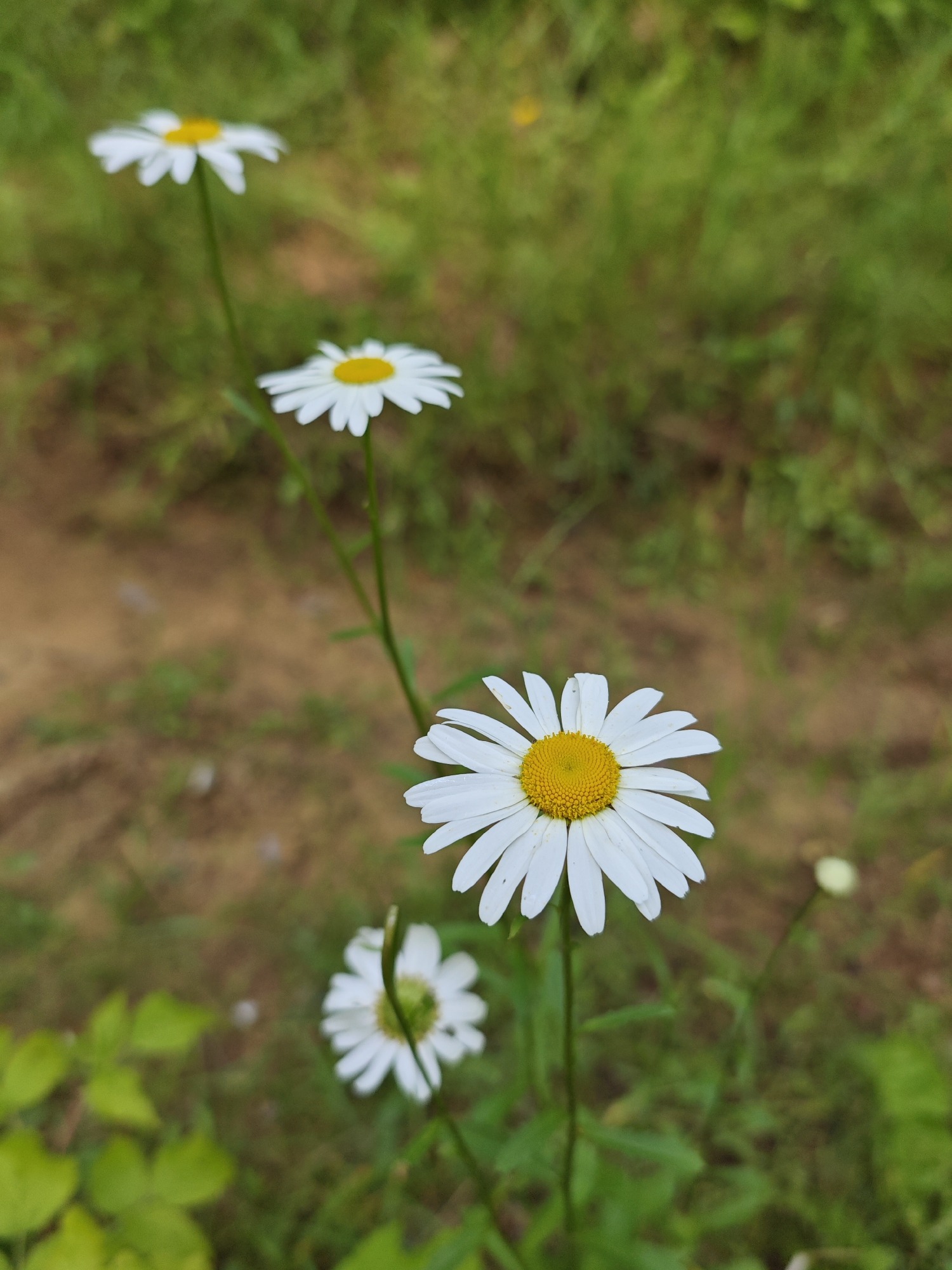 In a shallow depth of field, four white daisies with yellow centers are the primary subjects of this image, arranged diagonally from the foreground to the background. The largest and sharpest daisy is in the lower right quadrant, its white petals fanning out around a bright yellow center. Behind it, and slightly to the left, a smaller daisy is visible, its petals more tightly furled. Further back and to the left, two more daisies, increasingly out of focus, complete the line.
The setting appears to be a natural outdoor environment, likely a field or garden in Zaklinye, Russia, given the context. The background is a soft blur of green grass and brown earth, suggesting a casual, perhaps overgrown, landscape. The lighting seems soft and diffused, indicating it might be an overcast day or late afternoon, as there are no harsh shadows. The overall mood is peaceful and serene, focusing on the simple beauty of the wildflowers. There is no visible text in the image.