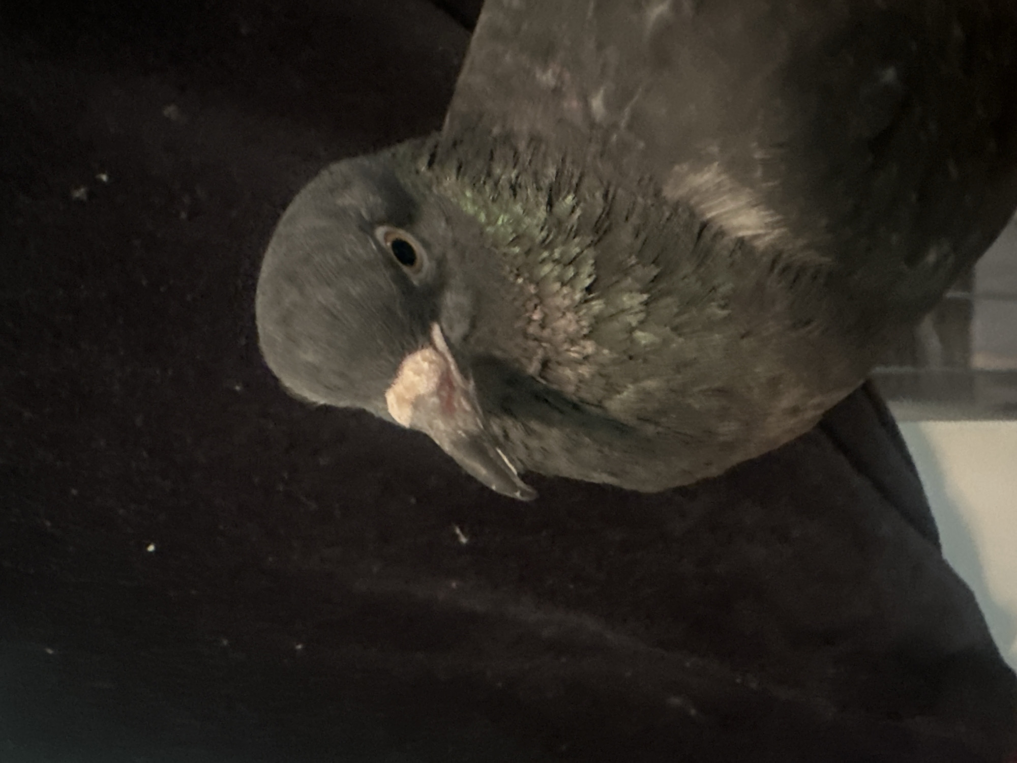 The image shows a close-up of a pigeon. The pigeon is dark gray with iridescent green feathers on its neck. It has a light-colored cere and its beak is pointed and dark. The pigeon's eye is dark and round. The background is dark and appears to be fabric, possibly clothing. There are a few small white specks visible in the background, which could be dust or lint. There is no indication of the city of Togliatti, Russia, or any urban environment in this image. The scene is a close-up portrait of a single animal.