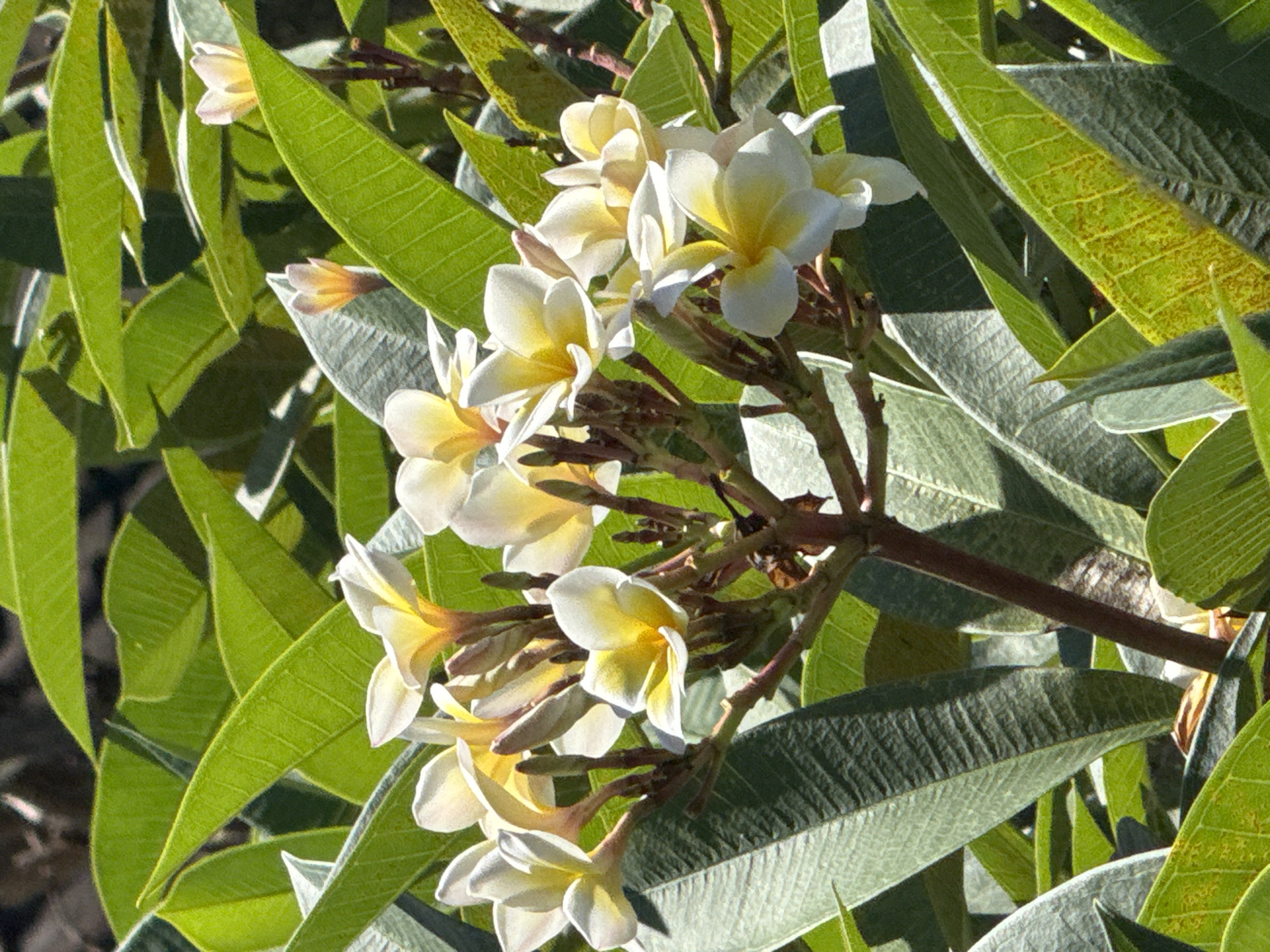 The image shows a cluster of Plumeria flowers surrounded by broad, green leaves. The flowers are primarily white with a yellow center. They are growing on a brown branch. The leaves have prominent veins and a slightly textured surface. The scene is brightly lit, suggesting a sunny day. There are no people or other identifiable objects in the frame. The location is suggested to be Kuta, Indonesia. The image focuses on the natural elements of the plant life.