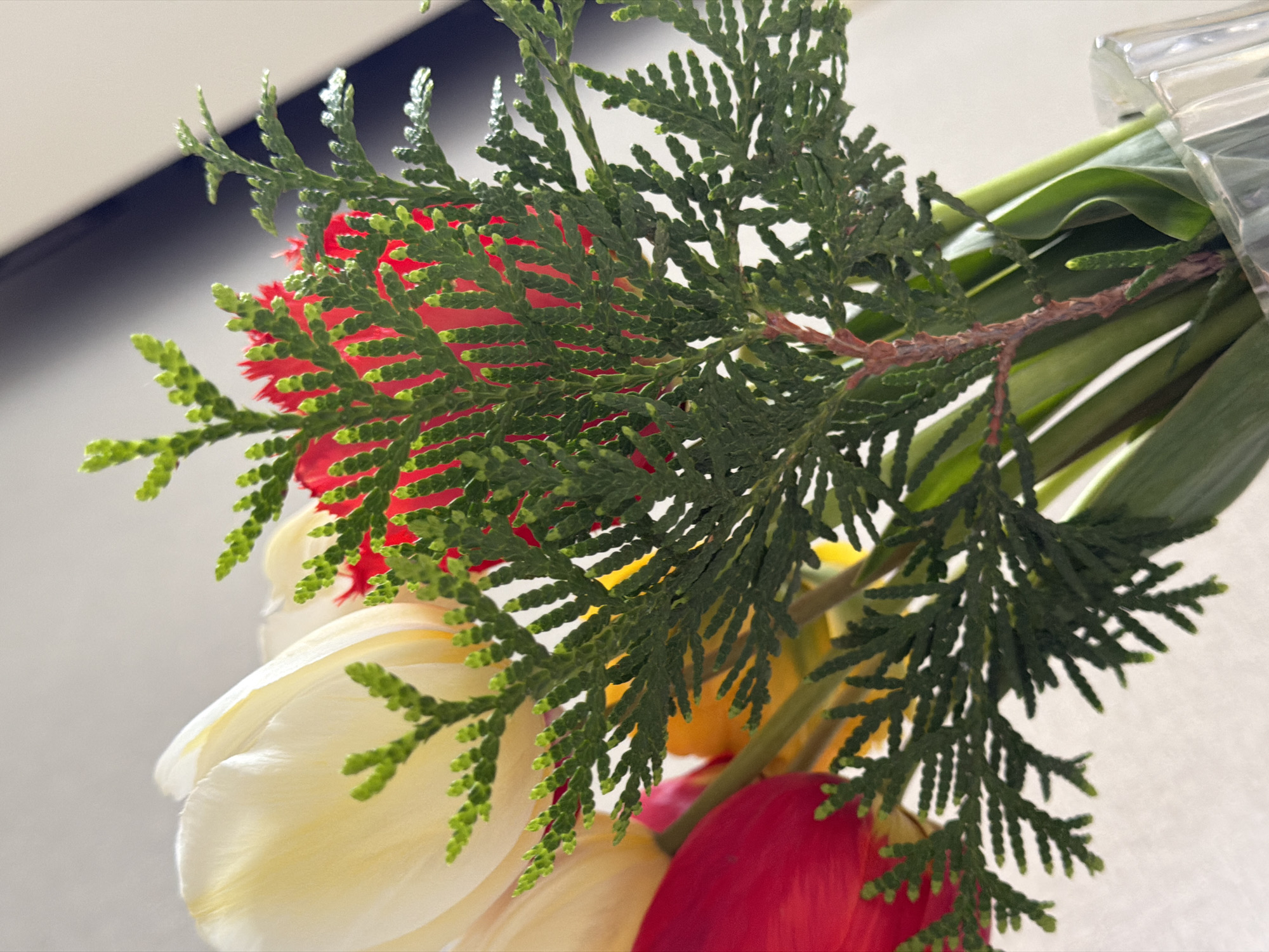 A close-up photograph depicts a bouquet of flowers, featuring white, red, and yellow tulips, interspersed with green foliage, likely cedar sprigs. The flowers are positioned in the foreground and are somewhat obscured by the cedar branches. The stem of the cedar branch is visible. Behind the bouquet, green stems and leaves can be seen, bundled together, and wrapped in clear plastic at the top. The background is a neutral light color, with a dark band appearing at the upper left corner.