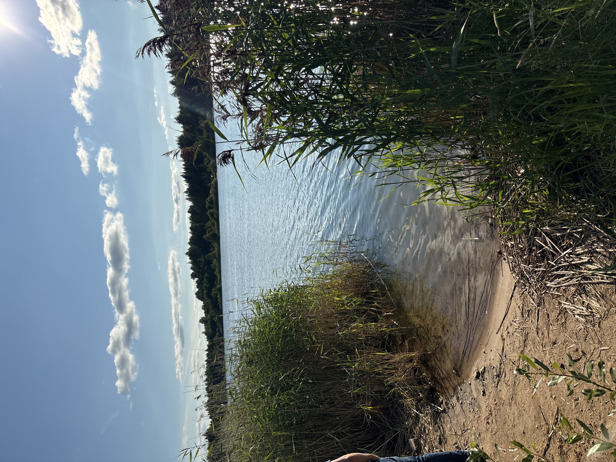 The image depicts a calm lake scene on a sunny day, with a dense reed bed lining the shore in the foreground. The water is a clear blue, reflecting the bright sky, which is dotted with fluffy white clouds. A line of dark green trees forms the distant horizon. The sandy shore is littered with dry reeds and branches. In the lower left corner, the legs of a person wearing blue jeans are visible, suggesting their presence at the edge of the water. The overall impression is one of natural tranquility and a pleasant outdoor environment. The location is identified as Zamost'e, Russia.