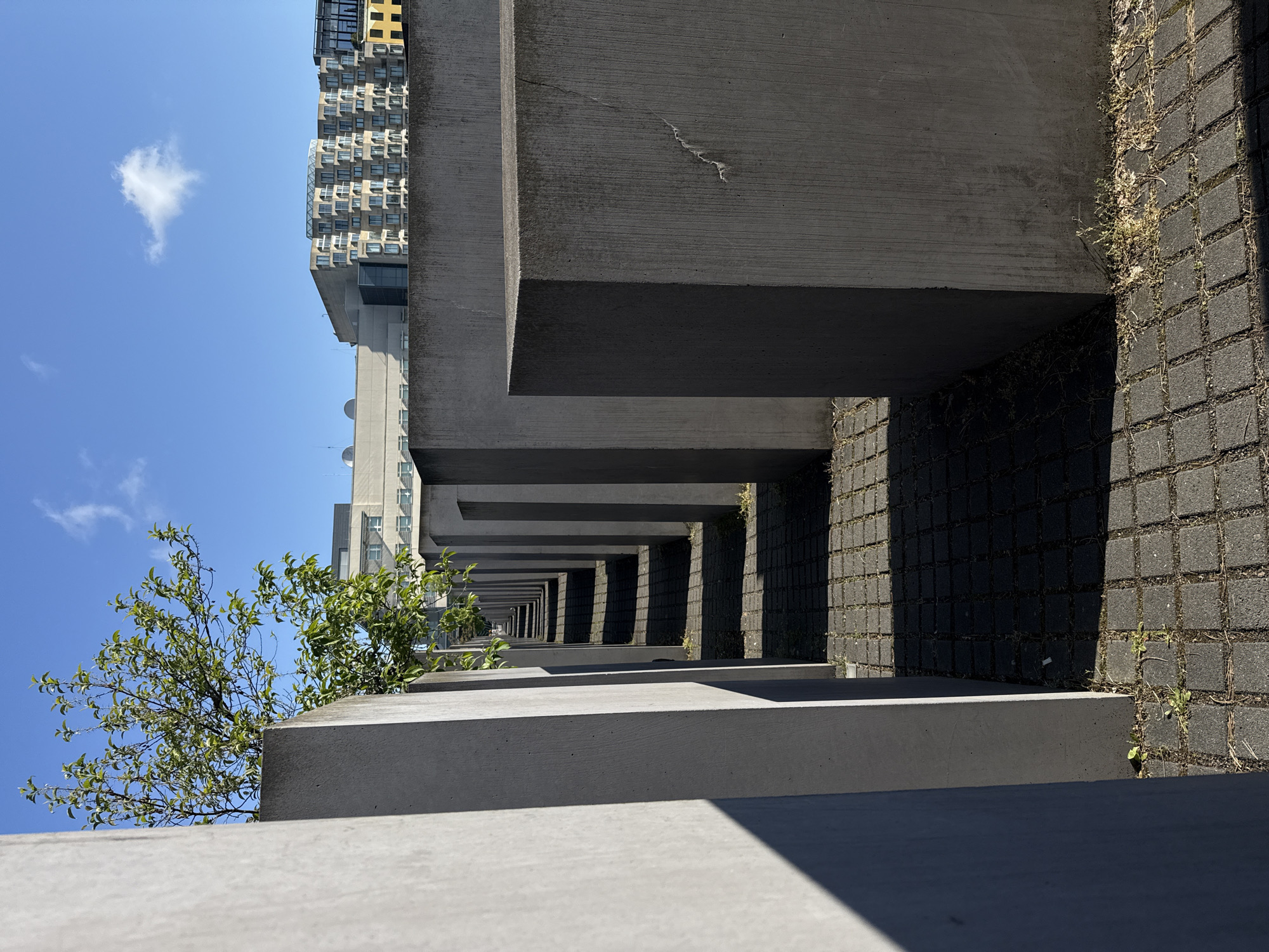 The image captures a portion of the Memorial to the Murdered Jews of Europe, located in Berlin, Germany. The perspective is close to the ground, emphasizing the rows of gray concrete stelae or slabs that make up the memorial. These slabs are of varying heights and create a grid-like pattern with narrow walkways in between. The ground between the stelae is paved with dark gray cobblestones. A small tree or bush is visible on the left side of the frame, growing amidst the stelae. In the background, a modern building complex is partially visible against a clear blue sky with a single white cloud. The lighting is bright, casting strong shadows that enhance the sense of depth and repetition. No people are visible in the image.