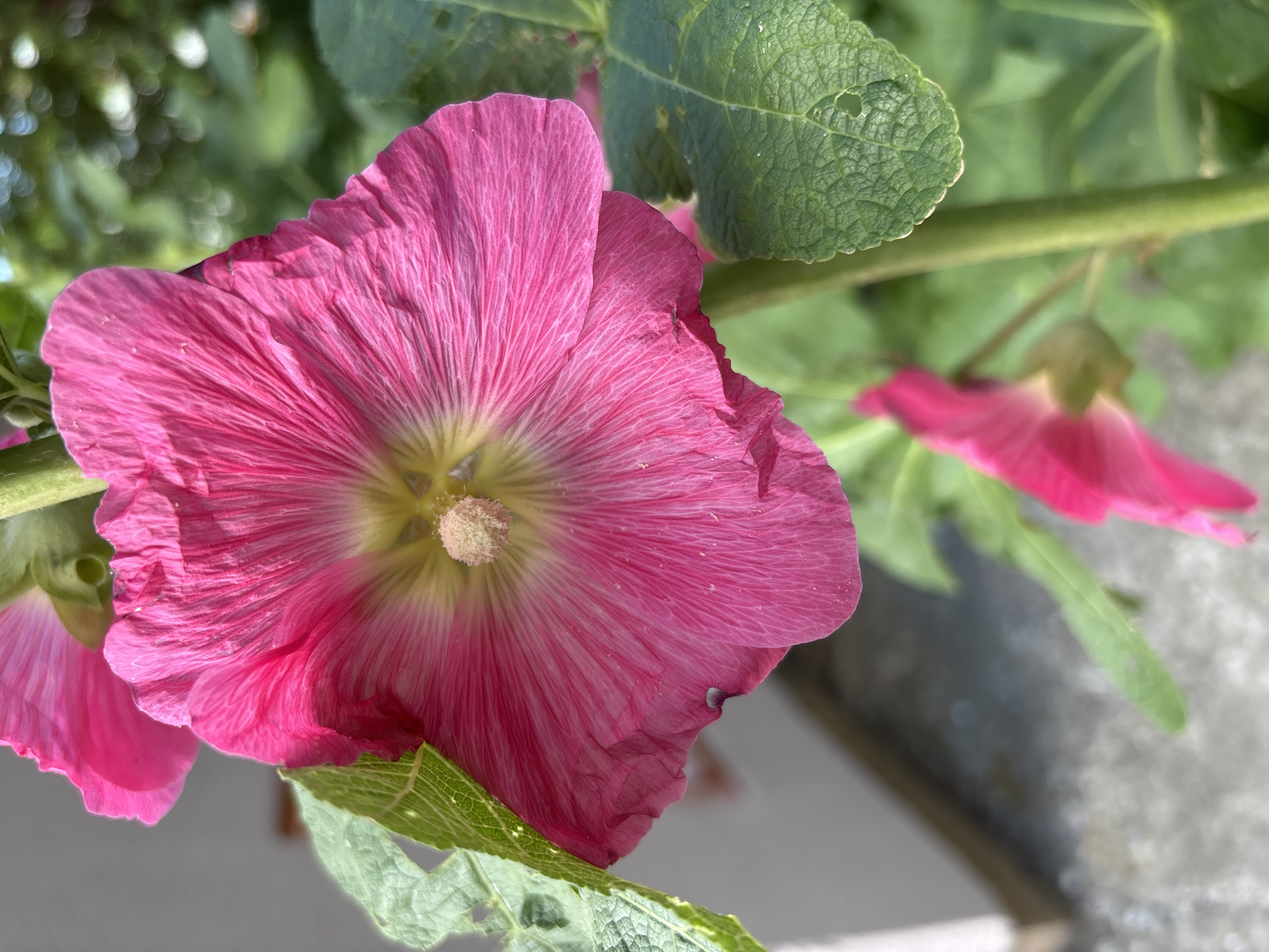 A close-up shot focuses on a vibrant pink hollyhock flower, its petals radiating outwards from a pale yellow center. The texture of the petals is finely veined, with some appearing slightly crinkled and delicate. To the left of the main flower, another pink hollyhock is partially visible, softer in focus and appearing slightly lighter in shade.
The flower is positioned against a backdrop of lush green foliage. Several leaves are visible, their surfaces textured and with a slightly serrated edge. One leaf in the upper right corner is particularly prominent, showing a few small holes or imperfections. A thick, green stem runs diagonally across the upper portion of the image, supporting the flowers and leaves.
The lighting suggests it is daytime, with sunlight casting gentle shadows and highlighting the translucent quality of the petals. The background is blurred, creating a shallow depth of field that draws the viewer's attention to the intricate details of the central flower. The overall impression is one of natural beauty and the delicate details of a blooming plant. The image was taken in Rostov-on-Don, Russia. There is no visible text in the image.