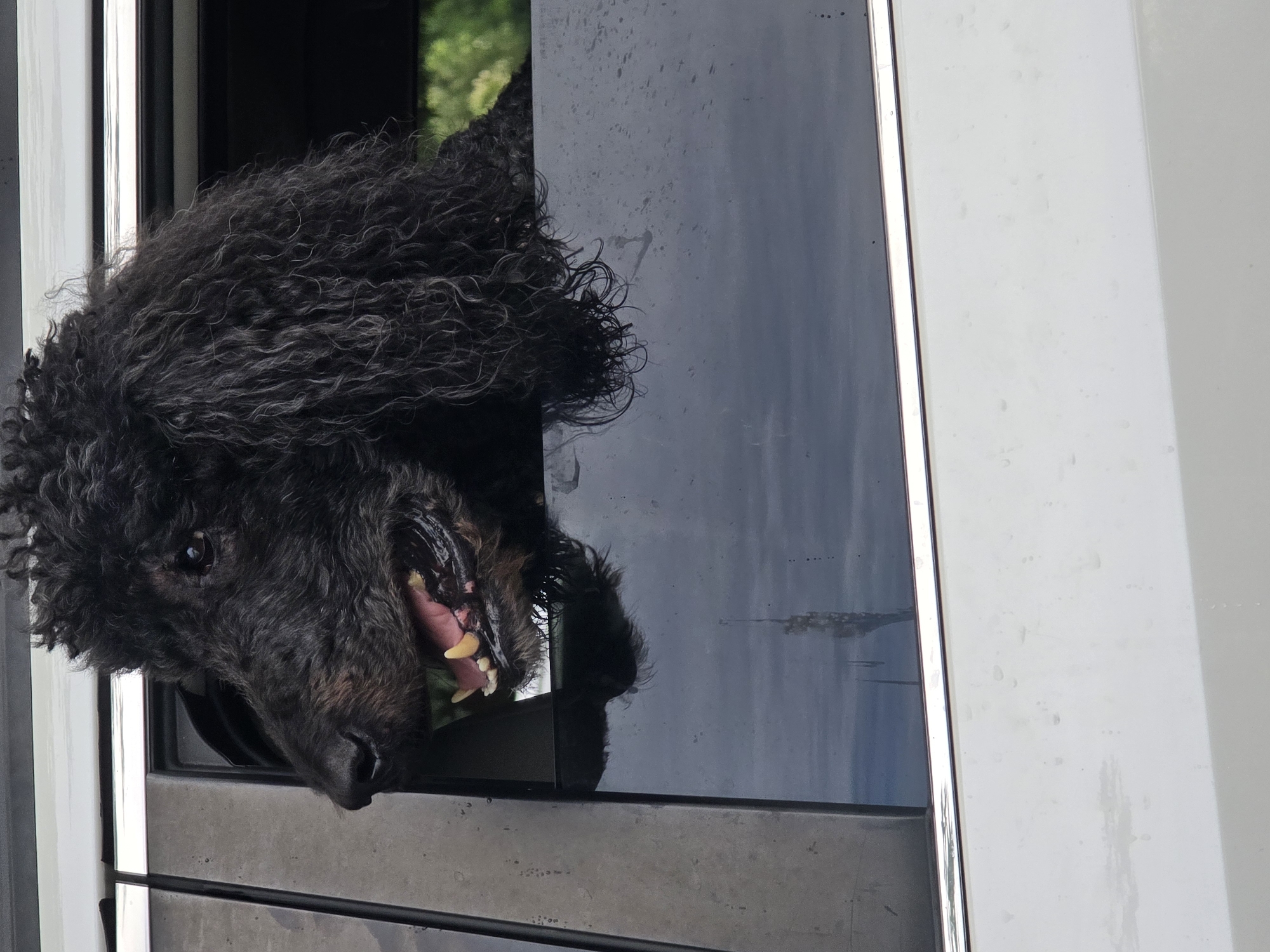 A black poodle with curly fur sticks its head out of a car window, its mouth open revealing its teeth. The poodle's fur is long and shaggy, and its eyes are dark and alert. The car appears to be white and is parked outdoors, with greenery visible in the background. The window is tinted, reflecting the sky and clouds. There is a metallic trim around the window frame. The scene is captured in daylight, with no specific indication of the time of day. The image is a close-up shot, focusing on the dog's face and upper body as it looks out of the vehicle. No specific location in Roswell, United States of America, is identifiable in the image.