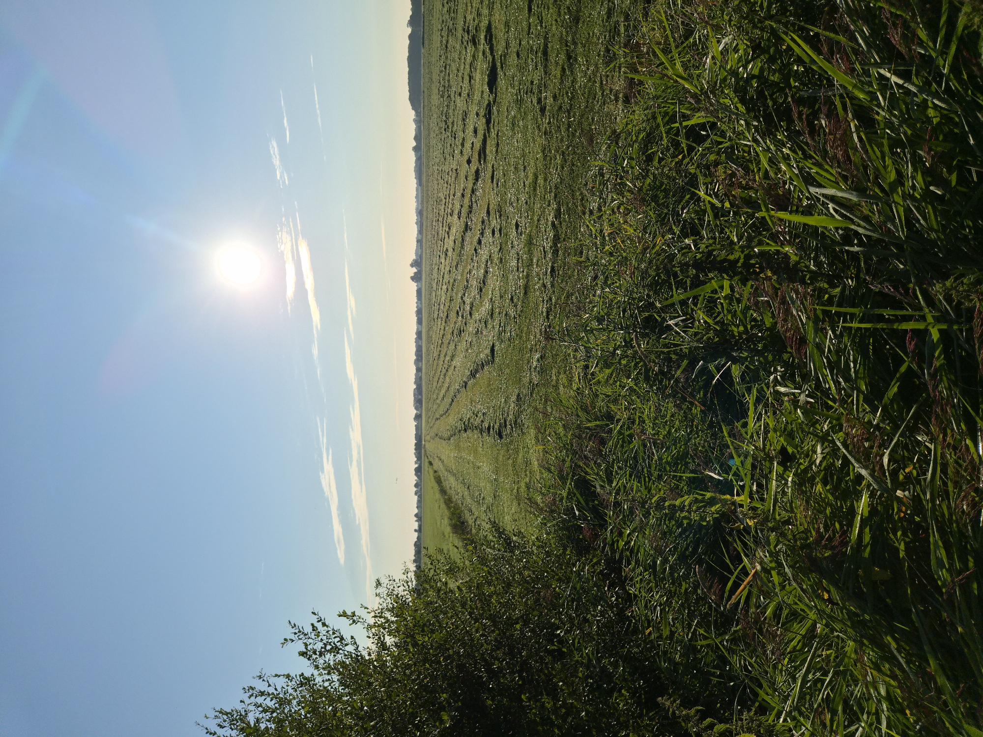 The image depicts a rural landscape in Schiffdorf, Germany, under a clear blue sky with the sun shining brightly. In the foreground, tall green grass and reeds are visible. To the left, a bush with green leaves partially obstructs the view. The midground features a mowed field, with rows of cut grass stretching into the distance, indicating recent agricultural activity. The field is dotted with small droplets, possibly dew. A subtle lens flare is present in the upper right quadrant of the image, emanating from the sun. The horizon line is marked by a distant tree line. The overall scene suggests a serene morning in the countryside.