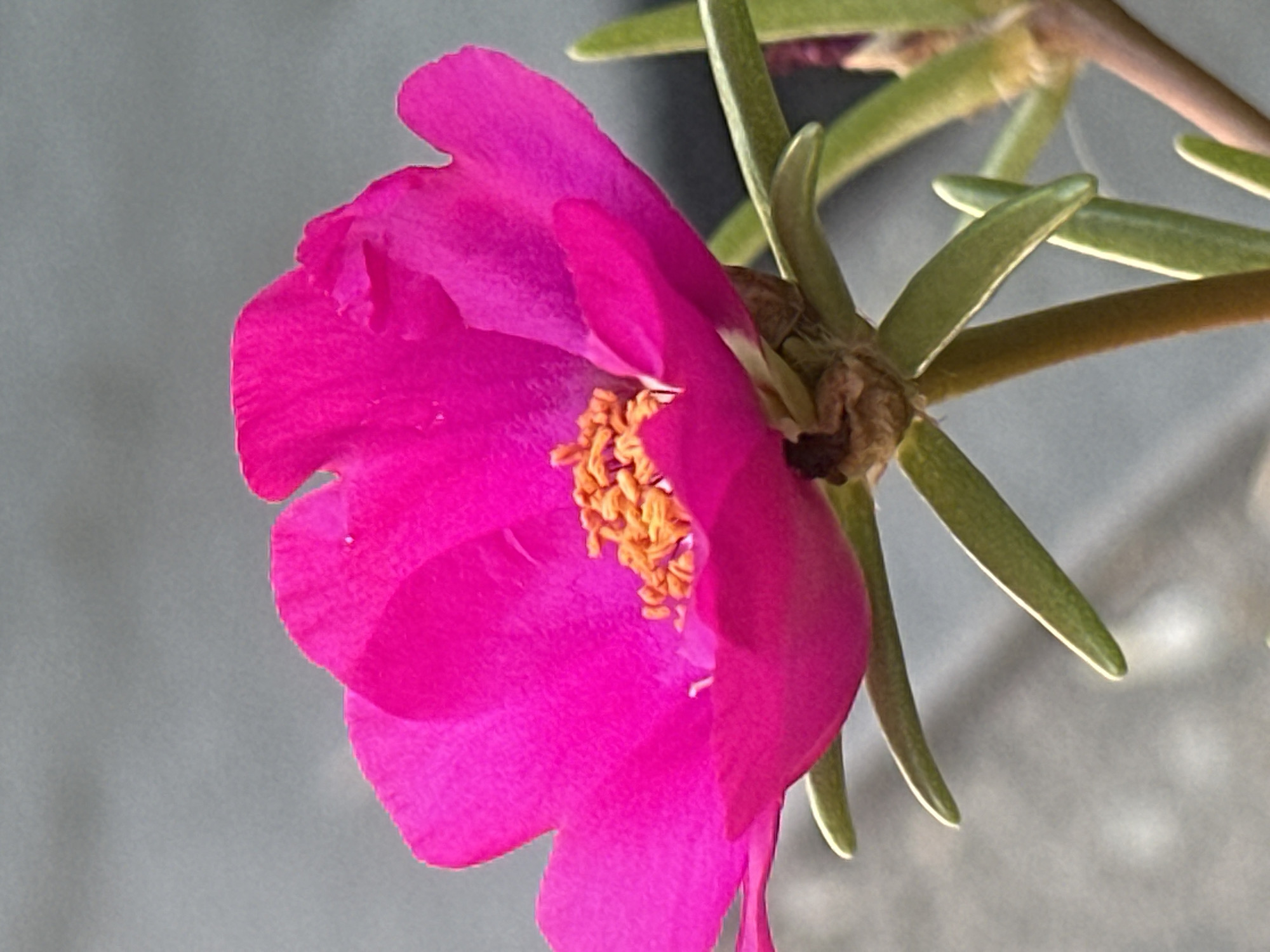 A vibrant pink portulaca flower is in full bloom, its petals unfurled to reveal a cluster of orange stamens at its center. The flower is positioned in the foreground, with its stem and narrow green leaves visible below. In the background, a blurred, neutral-toned surface suggests an outdoor setting, possibly a pavement or wall. The lighting is soft, highlighting the delicate textures of the petals and the pollen-dusted stamens. There are no people or animals present in the image. The scene is devoid of any discernible landmarks or context that would specifically place it in Lobacheve, Ukraine, or any other specific urban location. The focus remains entirely on the detailed beauty of the single blooming flower.