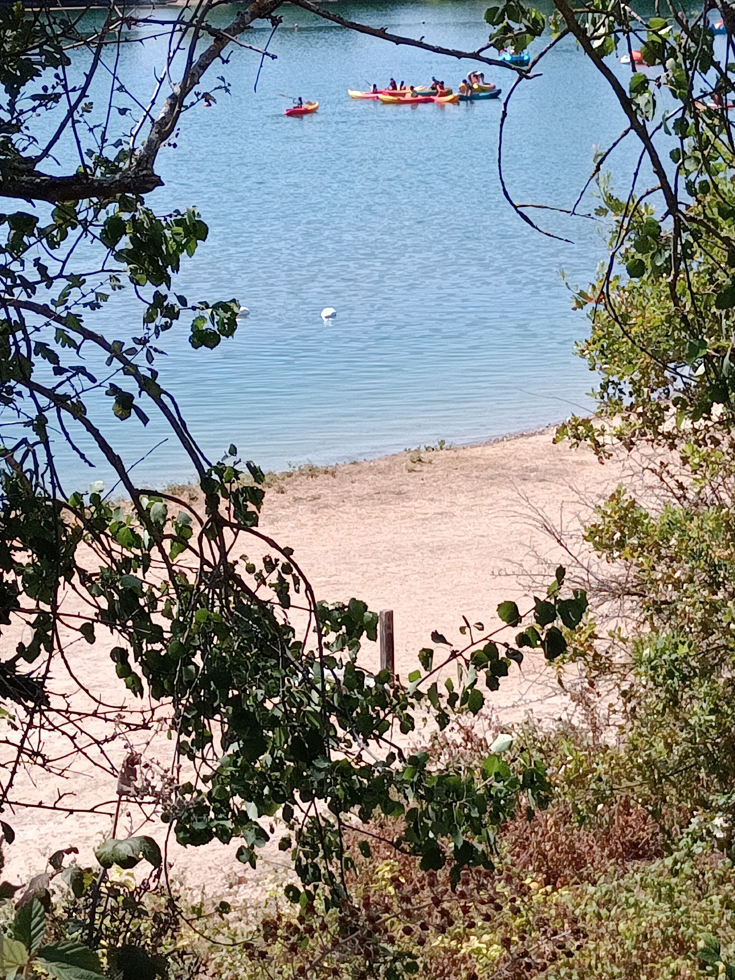 The image depicts a serene natural scene at the Seine river in Jumièges, France. The foreground is dominated by lush green foliage and tree branches, framing a view of the water and a sandy beach. Several kayaks are visible on the calm, blue water, with people paddling in them. A white swan is also present on the water, adding to the tranquility of the scene. The sandy beach appears to be unpopulated, with the gentle lapping of waves creating a peaceful ambiance. The overall impression is one of natural beauty and outdoor recreation.
