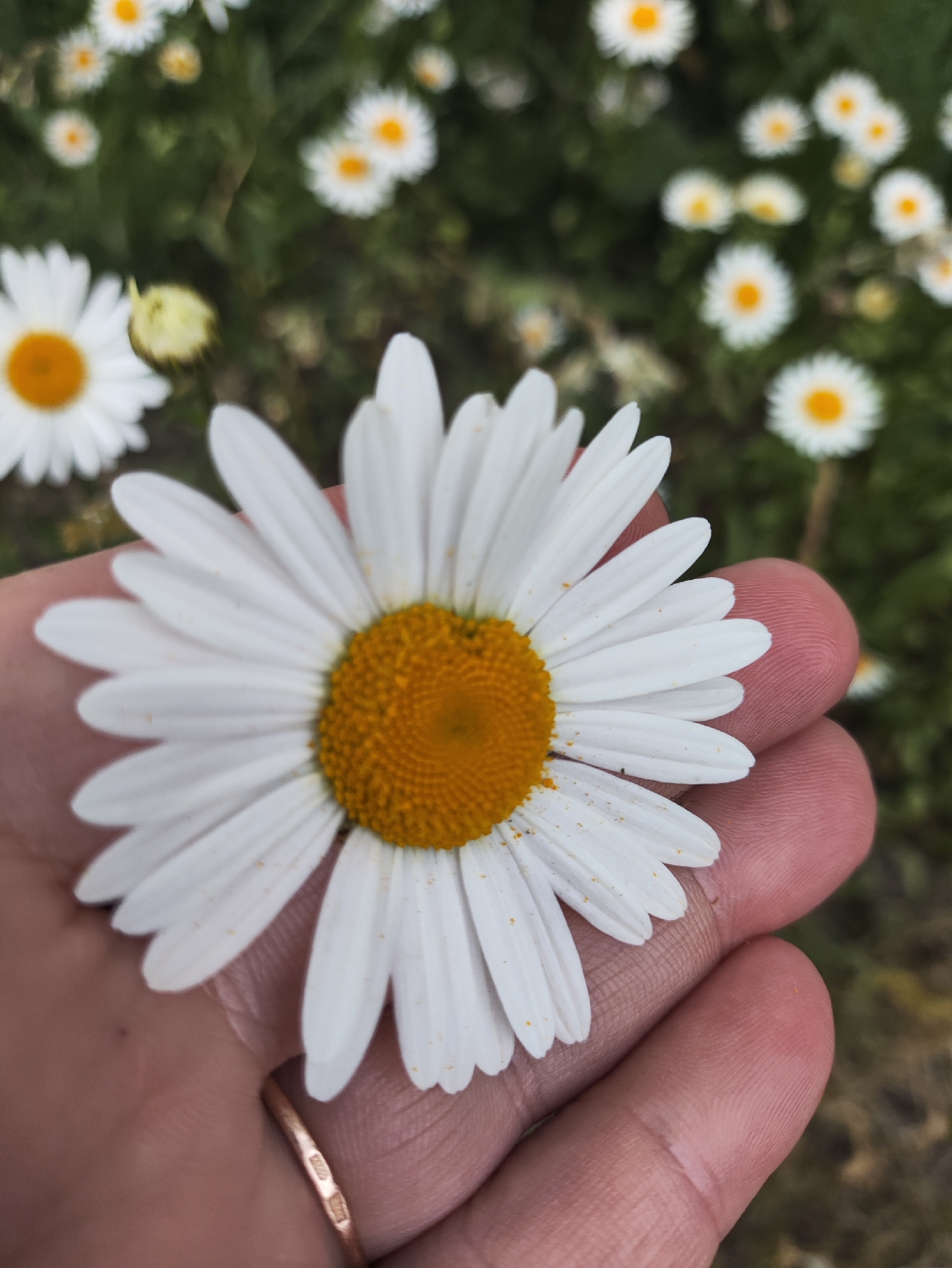 A close-up shot shows a person's hand holding a daisy. The daisy is white with a yellow center and has delicate petals. The hand is lightly tanned and appears to be resting in a garden or a field of daisies, as more of the flowers are visible in the blurred background. A thin, gold-colored ring is visible on the ring finger. The lighting suggests it is daytime, possibly outdoors. The location of this scene in Tallinn, Estonia, is unknown based on the visual information provided.
