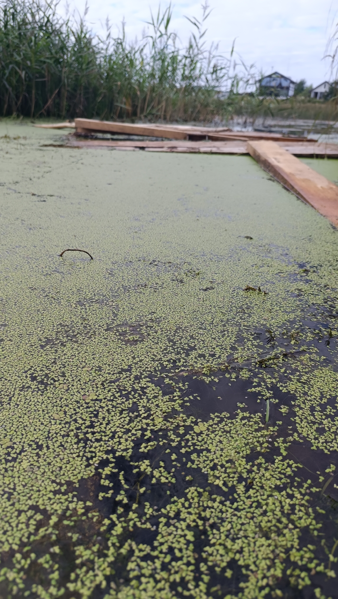 The image shows a body of water covered in a dense layer of green duckweed. Several wooden planks are laid across the water, forming a makeshift walkway or bridge. In the background, tall reeds grow along the edge of the water, and a few houses with roofs are visible in the distance. The sky is overcast. The scene appears to be located in a rural or semi-rural area, possibly near a pond or slow-moving river, with elements of human construction.