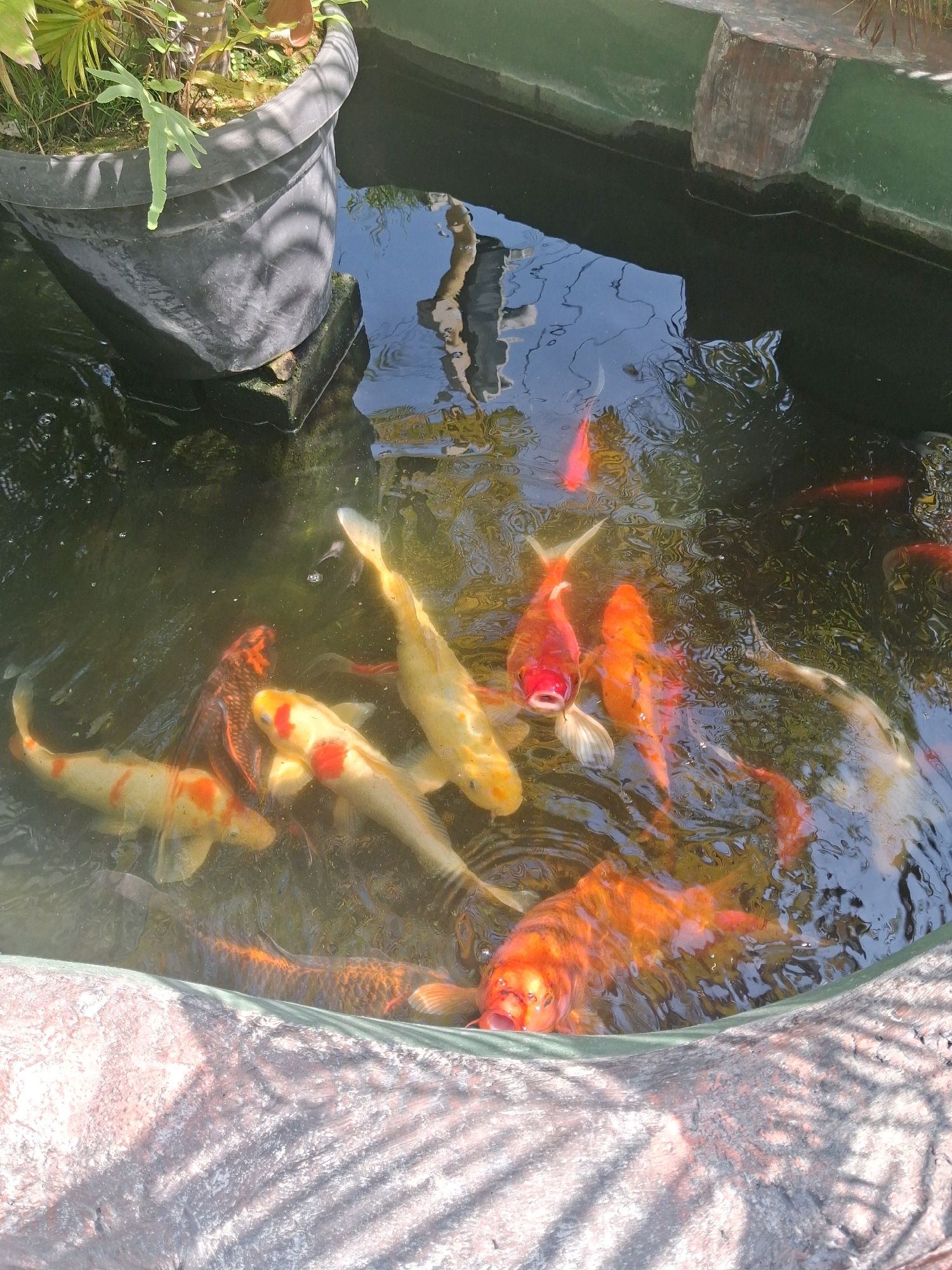 A koi pond in Surakarta, Indonesia contains numerous koi fish of varying colors, including orange, white, and red. The pond is enclosed by a green, textured wall. A large black planter filled with plants sits on the edge of the pond, supported by bricks. The water is murky and reflects the surrounding environment. Sunlight casts shadows on the water and the pond's edge, which appears to be made of rough, textured concrete or stone.