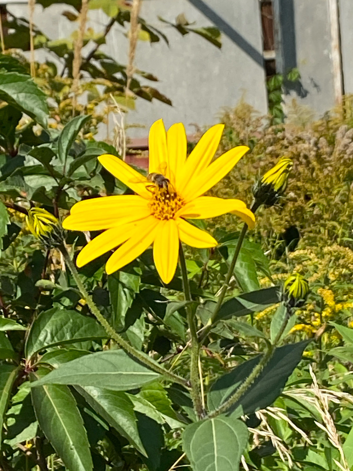 A close-up, eye-level shot captures a bright yellow flower with numerous petals and a central cluster of stamens, on which a small, fuzzy bee with dark stripes is actively foraging. The bee appears to be collecting pollen. The flower is supported by a green stem, with several other green leaves and buds visible in the foreground and surrounding area. In the background, out-of-focus foliage and a light-colored, textured wall suggest an outdoor urban or suburban setting. The image has a shallow depth of field, rendering the background blurry and emphasizing the flower and bee.
