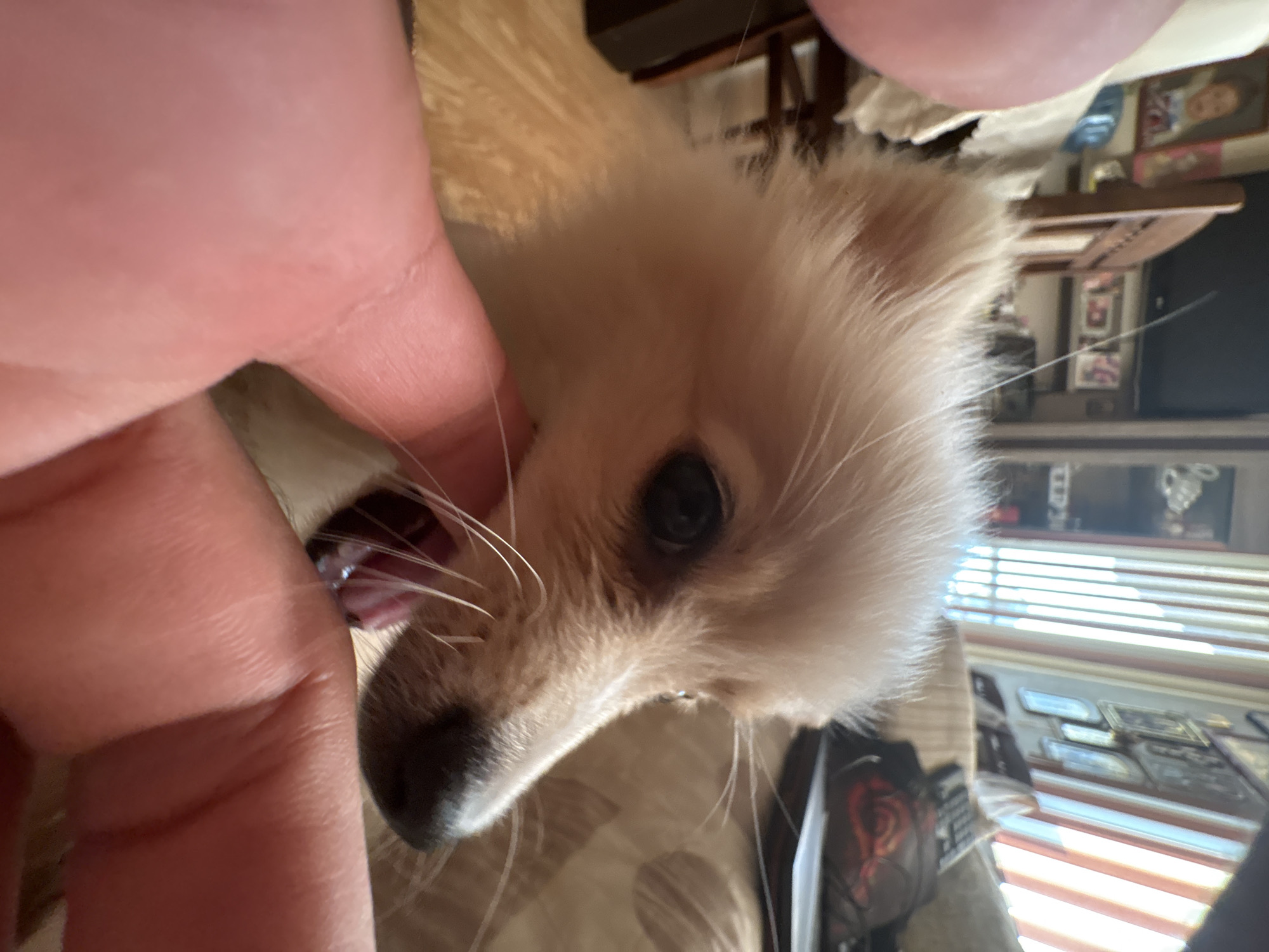A close-up, low-angle, medium shot captures a light-colored dog with its snout and mouth partially obscured by a human hand in the foreground. The dog's dark eye is visible, and its tongue is extended, lapping at the fingers. The background is out of focus, showing interior elements such as a wooden chair, a window with blinds, a couch, and framed pictures on a wall, suggesting a domestic setting. The image is devoid of any identifiable features that would place it in Tankovo, Bulgaria; it depicts a generic indoor scene.