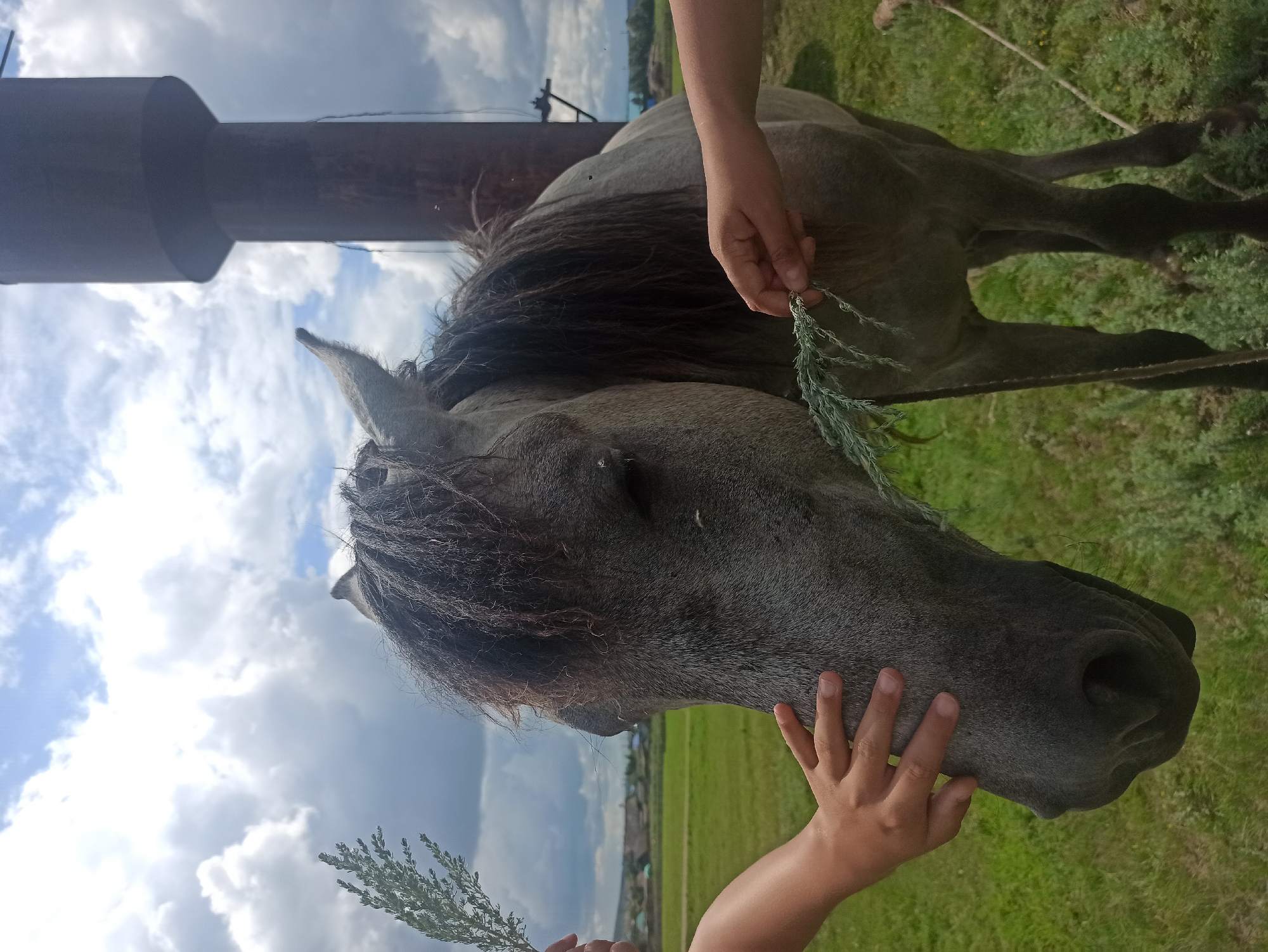 In the village of Nigamatovo, Russia, a horse with a gray coat and dark mane stands in a grassy field under a cloudy sky. Two hands are visible, one on the left offering a sprig of greenery to the horse's head, and another on the right holding a similar sprig near the horse's muzzle. In the background, a tall, dark cylindrical structure, likely a water tower, is prominent. The landscape behind the horse appears rural, with green fields and scattered buildings in the distance.