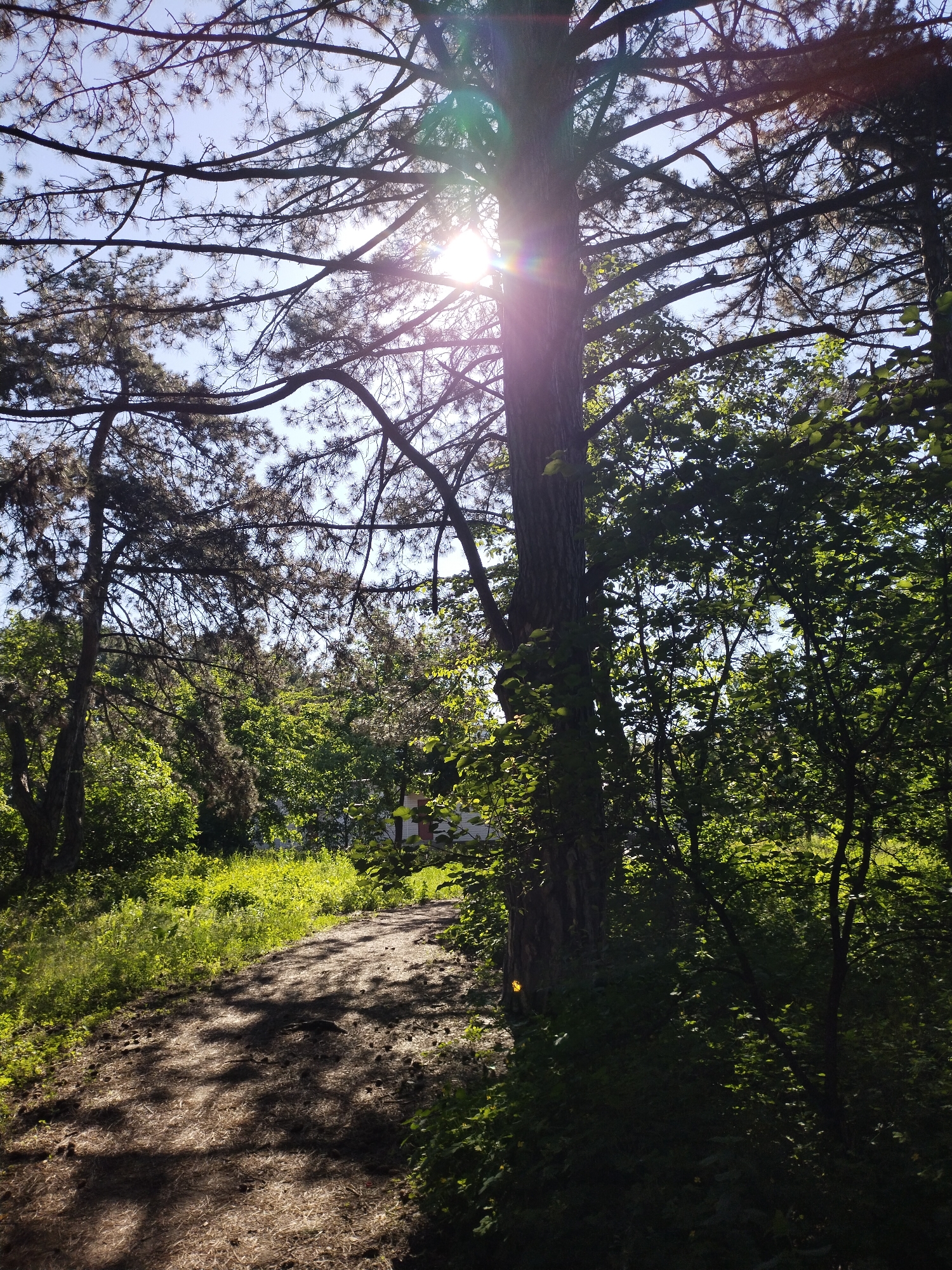 This media file depicts a sun-drenched forest path in Horishni Plavni, Ukraine, likely during spring or summer. The scene is dominated by lush green trees and undergrowth.
A large tree with a thick, textured trunk stands prominently on the left side, its branches extending across the top of the frame. The sun is brightly visible through these branches, creating a distinct sunburst effect and lens flares, casting strong, dappled light and shadows onto the ground. The overhead foliage includes both needle-leafed conifers and broadleaf trees.
A winding dirt path, covered with what appears to be pine needles or dry leaves, meanders through the center and foreground of the image, inviting exploration. The path is unevenly lit by the sun filtering through the canopy, creating a mosaic of light and shadow.
Dense green bushes and smaller trees flank both sides of the path. In the background, partially obscured by the foliage, a light-colored building with a distinctive red roof or architectural accent can be seen, suggesting the area is either a park or on the outskirts of a settlement.
The clear blue sky indicates fair weather. The low angle of the sun, causing long shadows and strong highlights, suggests the time of day is either early morning or late afternoon. The overall atmosphere is one of tranquility and natural beauty. No people or visible text are present in the image.