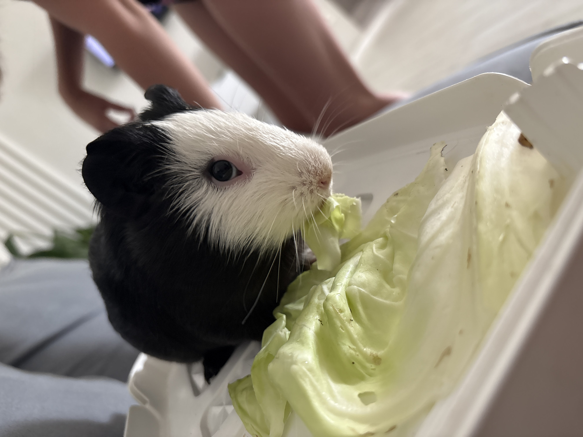 A black and white guinea pig with white fur around its face sits in a white dish with lettuce. The guinea pig is positioned in the center of the frame, facing to the right. Its dark eye is visible. Behind the guinea pig, a person's legs and torso are out of focus. The environment appears to be indoors, likely a home setting. There are no specific landmarks or indicators that would allow for a determination of the location in Votkinsk, Russia.