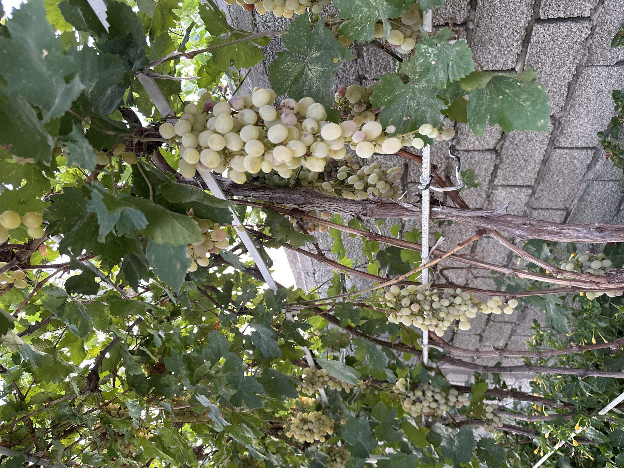 The image depicts a close-up view of several bunches of white grapes hanging from a vine. The grapes are plump and vary in shade from pale yellow to a slight pinkish hue. Lush green grape leaves are visible, interspersed with the fruit and the woody stems of the vine. The vine is supported by white trellises, one of which is secured with black wire. In the background, a light grey brick wall is visible, suggesting an outdoor setting. Some smaller green plants with yellow buds are present at the bottom of the frame. The scene is illuminated by natural light, casting soft shadows. This scene is located in Sasbaga, Uzbekistan.