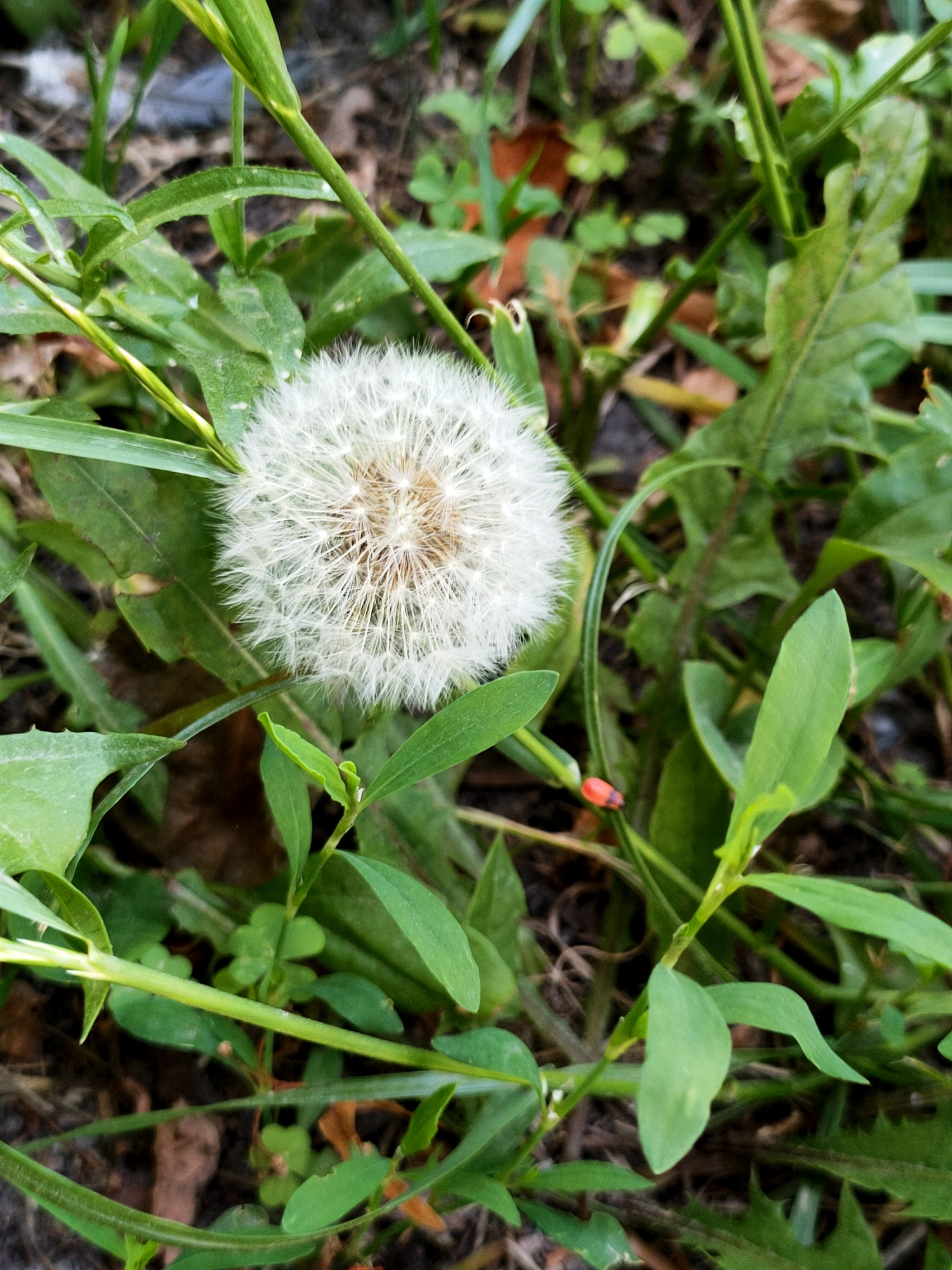 The image displays a close-up, high-angle view of a dandelion seed head surrounded by green vegetation. The seed head is predominantly white and fluffy, with a brown central core. Various green leaves and stems are visible in the foreground and background, some with jagged edges and others with smooth surfaces. The ground beneath the plants appears to be covered in dirt and dried leaves. A small, reddish-orange insect with black markings is present on a green stem to the right of the dandelion seed head. The overall scene suggests an outdoor environment, likely a park or natural area within Nosivka, Ukraine.