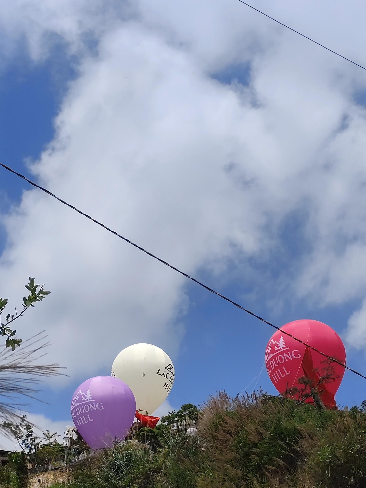The image displays an outdoor scene dominated by a bright blue sky partially covered with fluffy white clouds. Three large, spherical balloons, likely tethered for display, are prominently featured on a hillside.
From left to right, the balloons are purple, white, and red. Each balloon bears a similar design: a white logo depicting a mountain range with pine trees, and the text "LẠC DUONG HILL" in white lettering. The white balloon also clearly shows "LAC DUONG HILL" on its surface.
These balloons are positioned atop or alongside a lush, green hill covered in various types of foliage, bushes, and tall grasses. Some structural elements, possibly part of a building or a resort facility, can be glimpsed beneath the purple and white balloons. Dark electrical wires or cables cut diagonally across the upper portion of the sky. A few green leafy branches are visible on the far left edge of the frame.
The bright lighting and clear sky suggest it is a sunny day. The visible text "LẠC DUONG HILL" directly identifies the location as Lạc Dương, Vietnam, indicating that these balloons are likely a feature of a tourist attraction or resort in that area. No people are visible, allowing the focus to remain on the landscape and the colorful balloons.