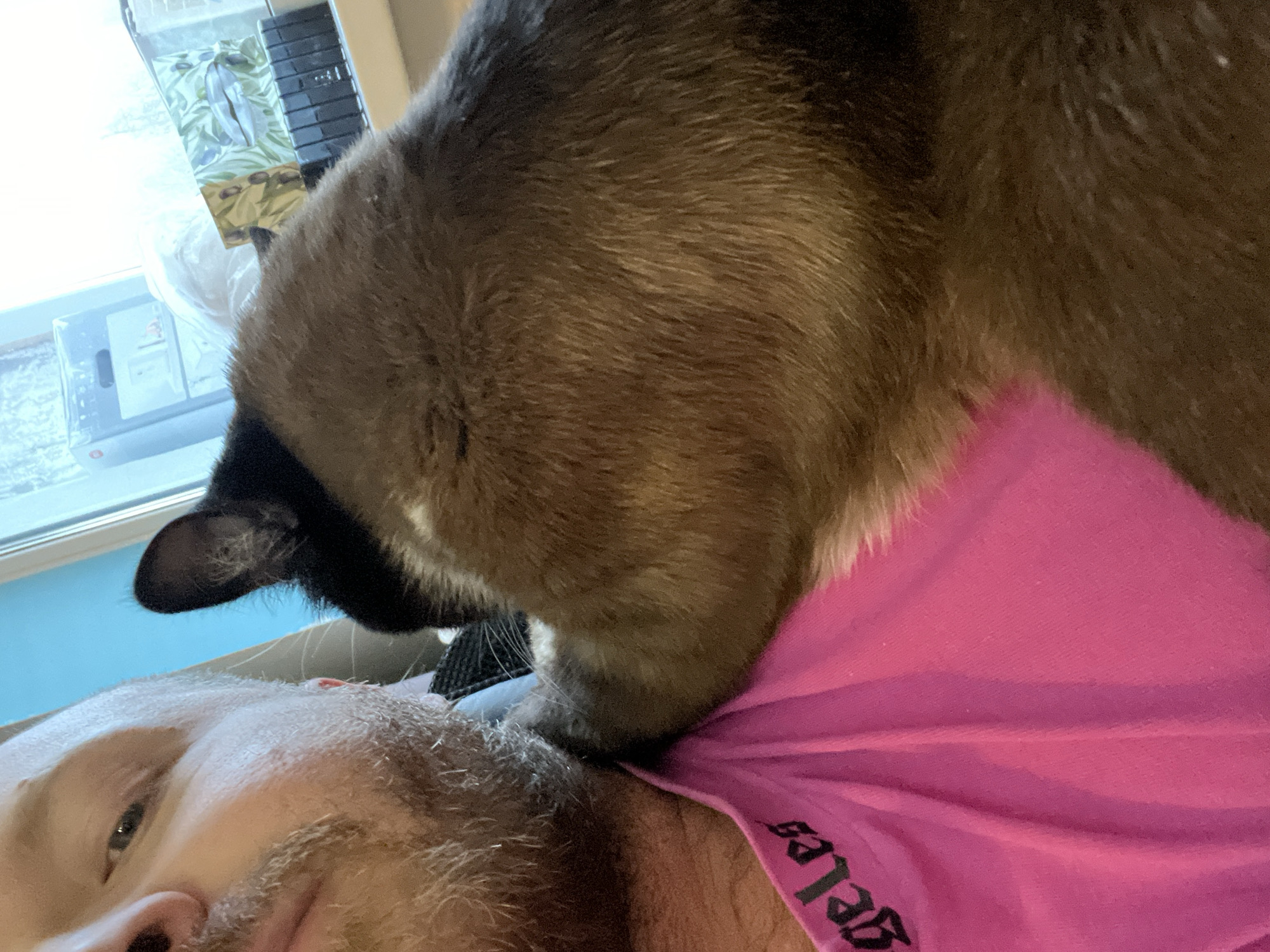 An indoor scene in the city of Noviy, Russia, depicts a close interaction between a male individual and a domestic cat. The subject, a male with light-colored facial hair, is partially visible on the left, wearing a bright pink t-shirt with black lettering, partially reading "geles". His left eye is open and directed towards the right. A colorpoint cat, with dark brown to black fur on its extremities and lighter brown fur on its body, is positioned on the right side of the frame, resting against the man's chest and shoulder. The cat's head is turned away from the camera, facing the man's neck. Its right paw is visible resting on the man's shoulder. In the background, a window reveals blurry, snow-covered trees or foliage, suggesting a cold climate. Inside, a light blue wall or surface is visible above a white windowsill or shelf. Objects on the shelf include a light grey rectangular device with a circular feature, a box of tissues with a green and white floral pattern, a golden patterned object, and a black multi-slotted organizer.